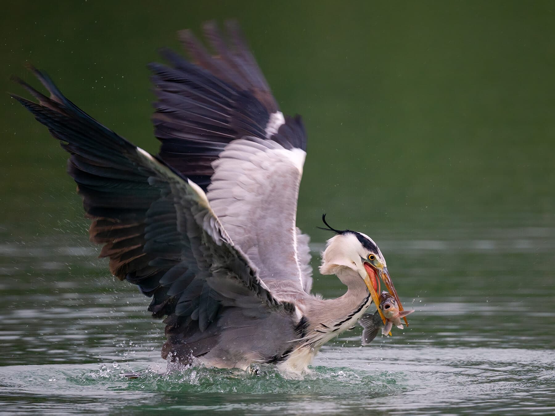 Great blue heron fishing