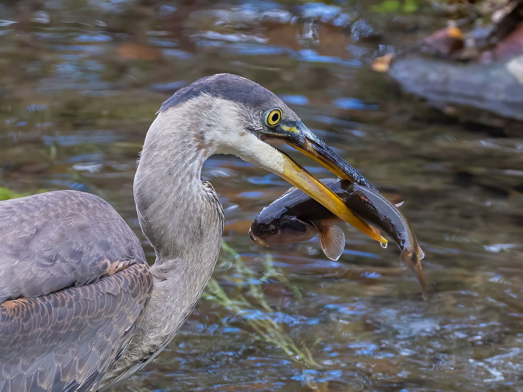 Great blue heron fishing
