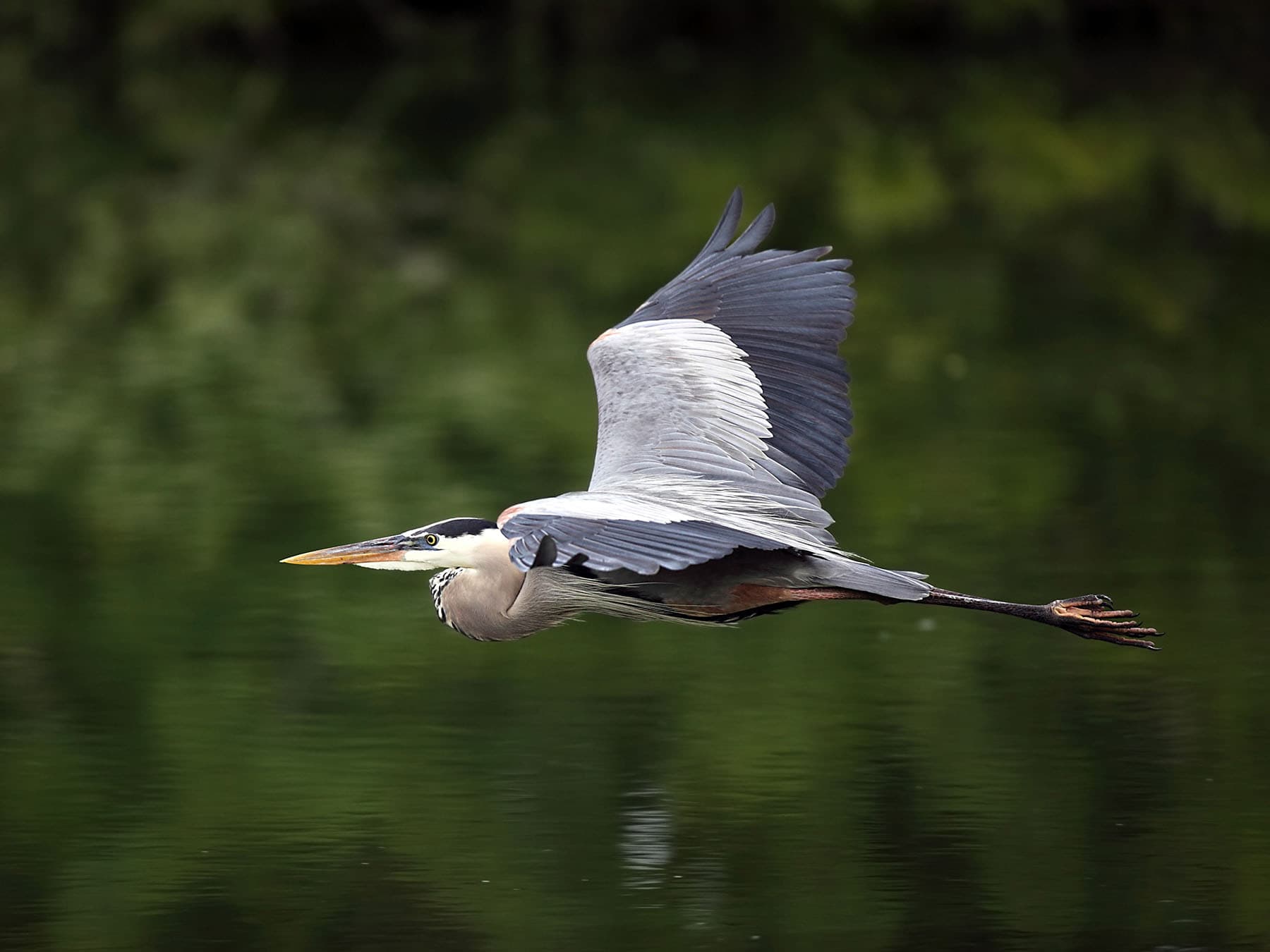 Great Blue Heron in flight