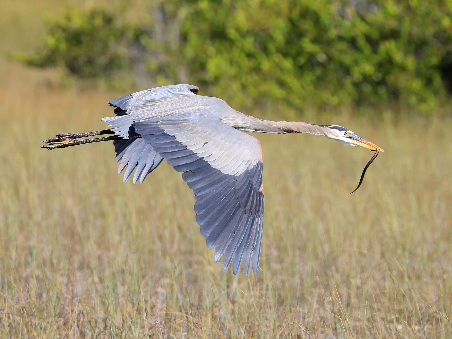 Blue Heron flying low over a swamp, with prey in beak