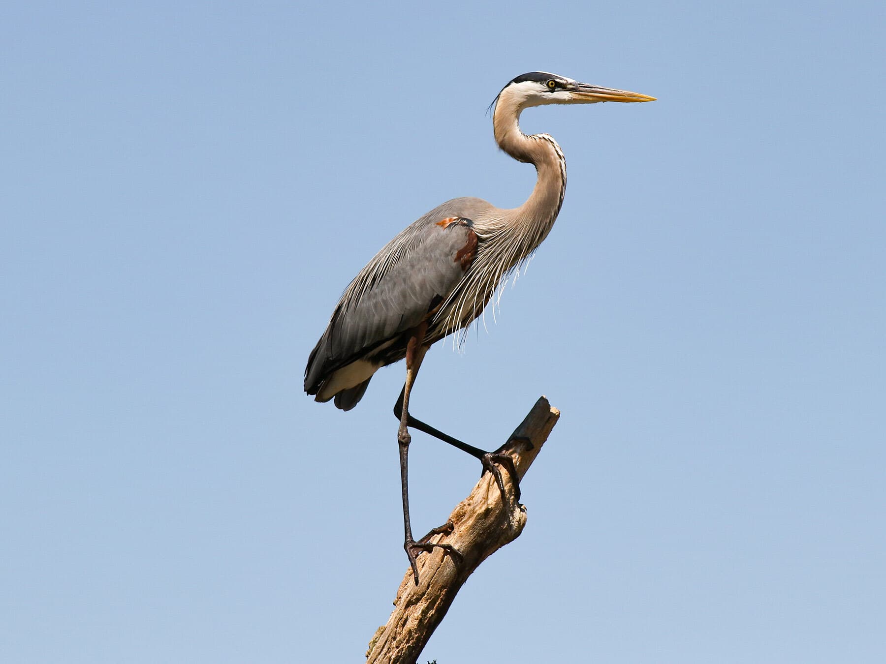 Great blue heron hunting