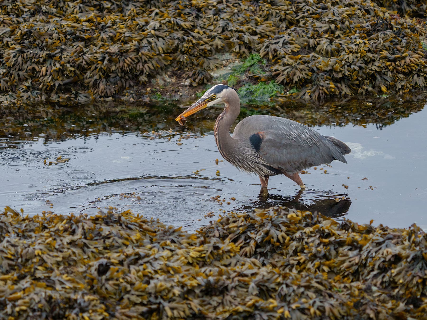 Great blue heron hunting