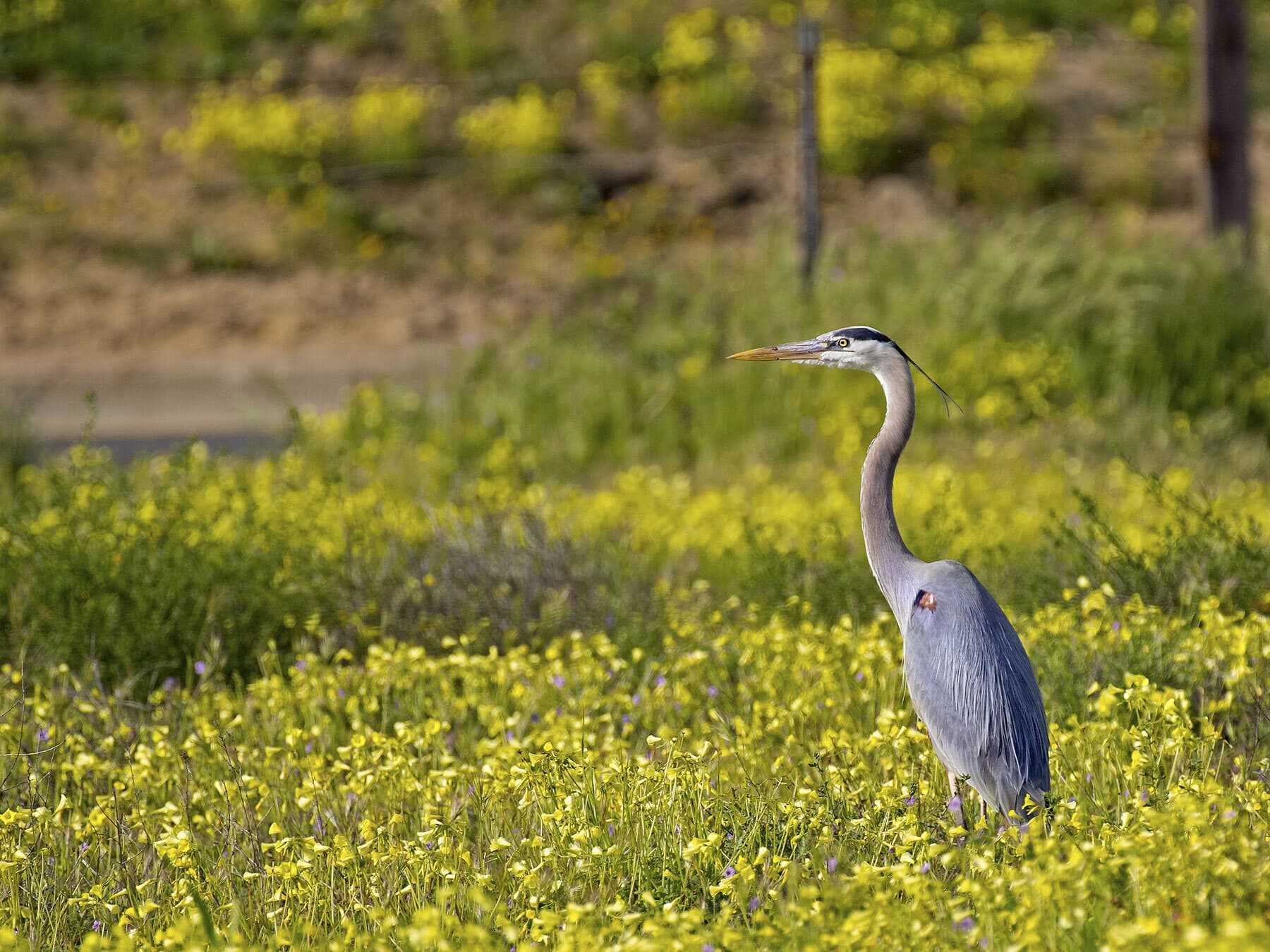 Great blue heron in field