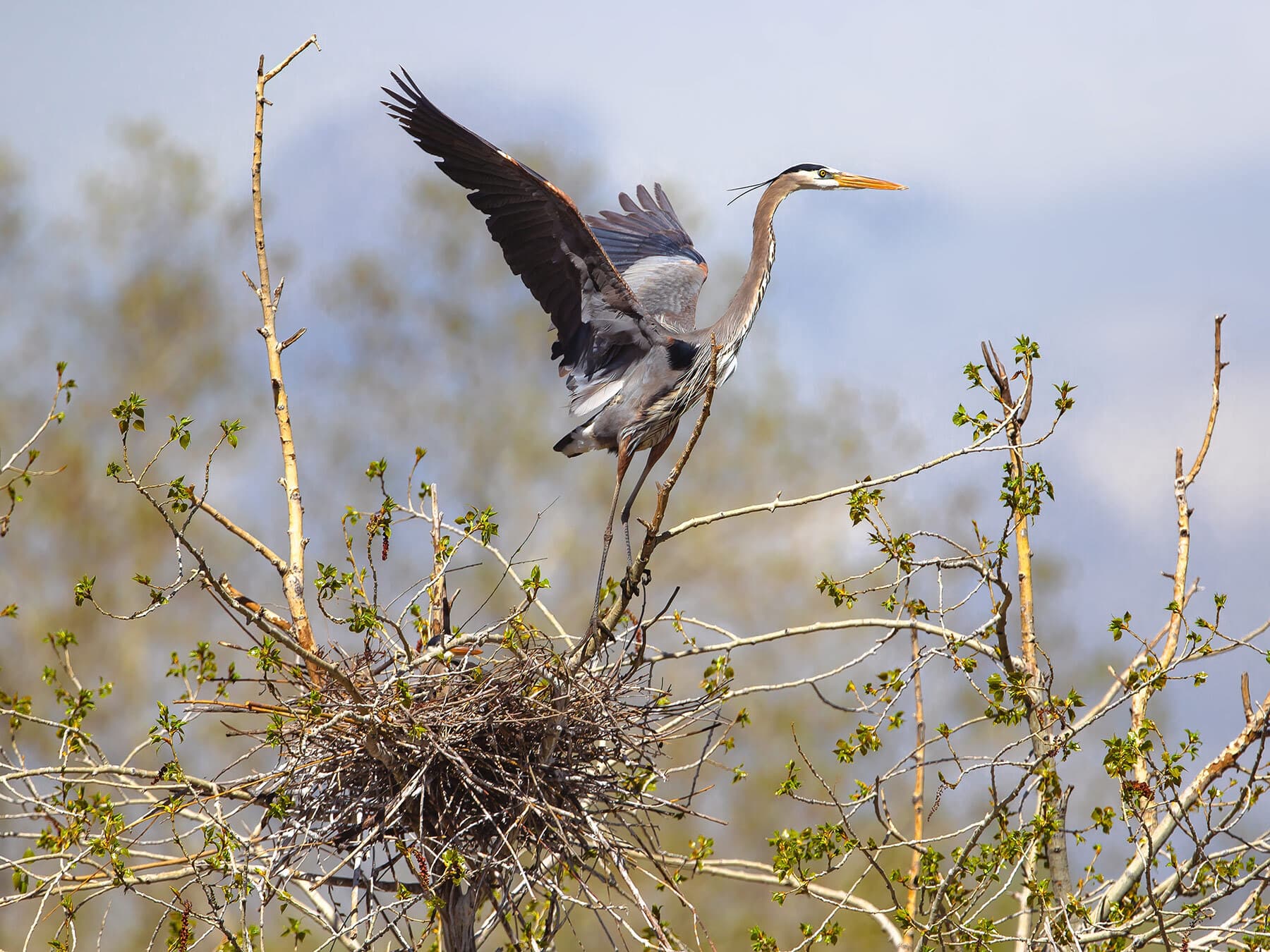 Great blue heron leaving nest