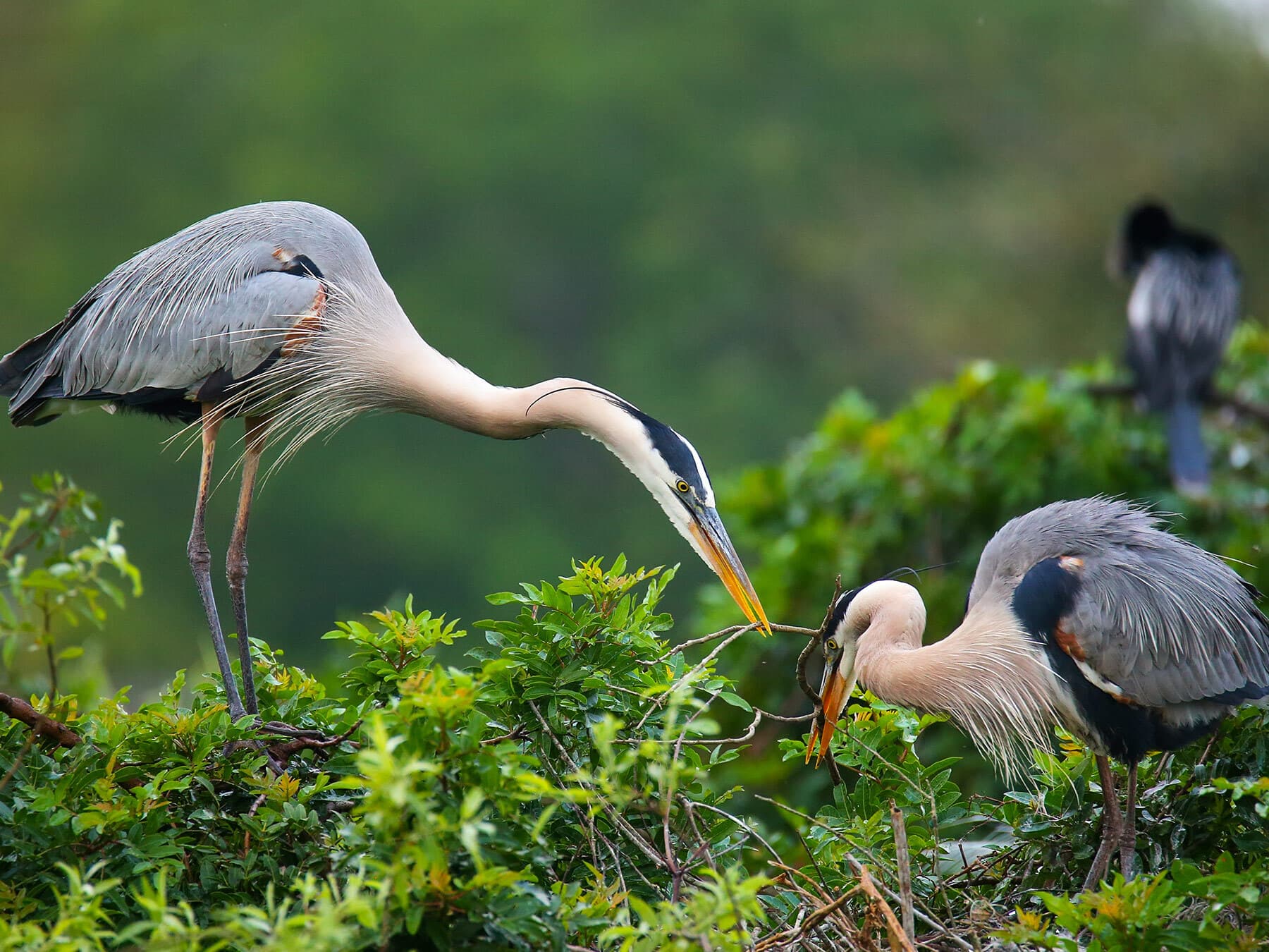 Great blue heron pair