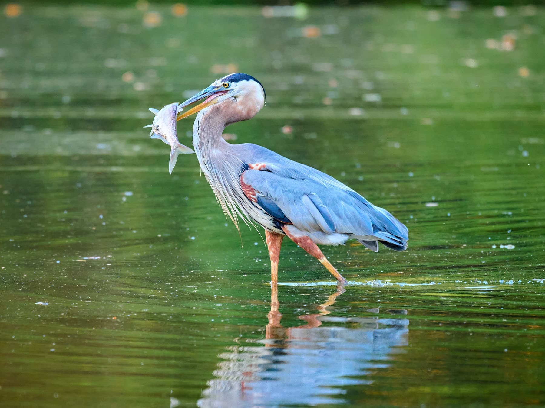 Great blue heron size