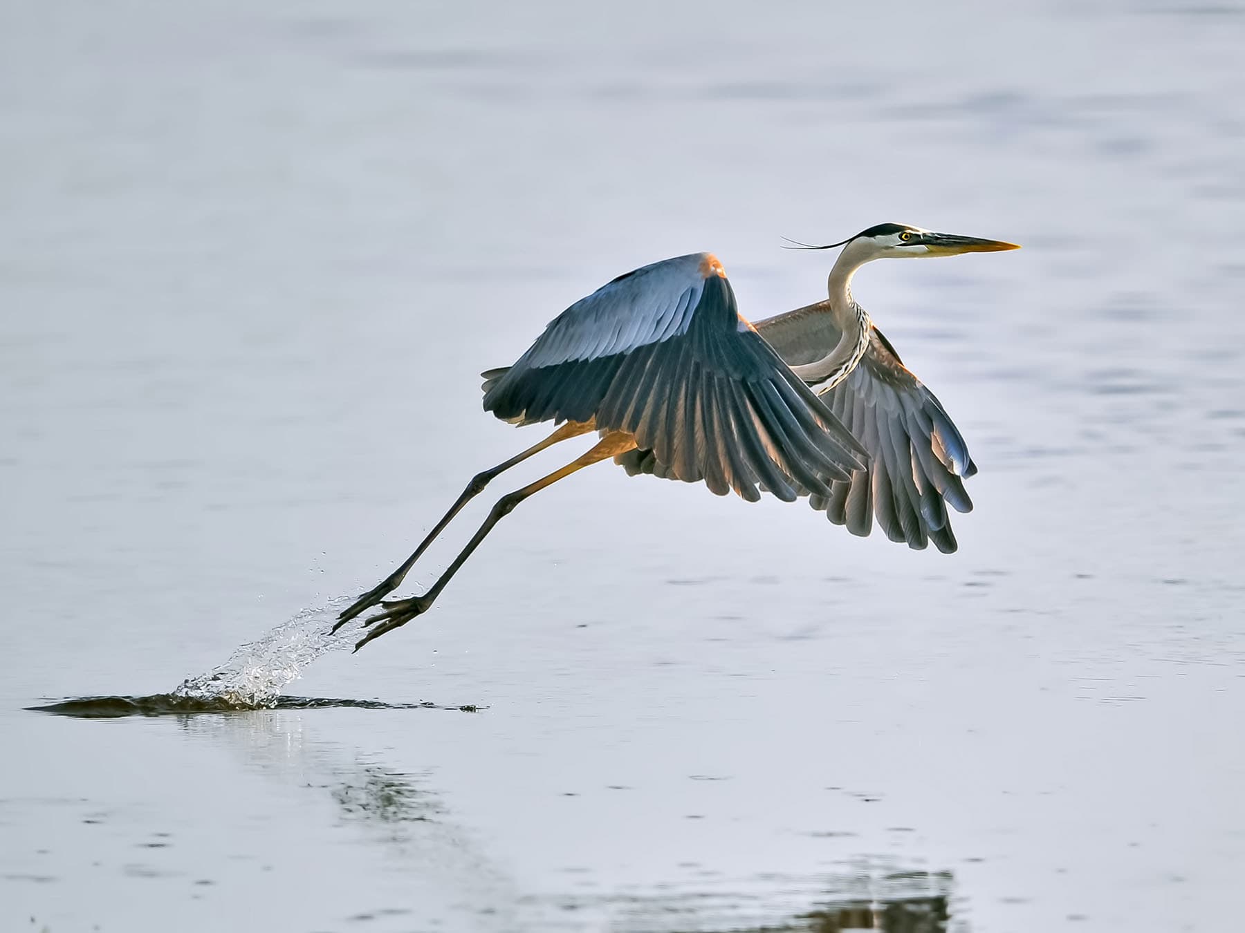 Great blue heron taking off