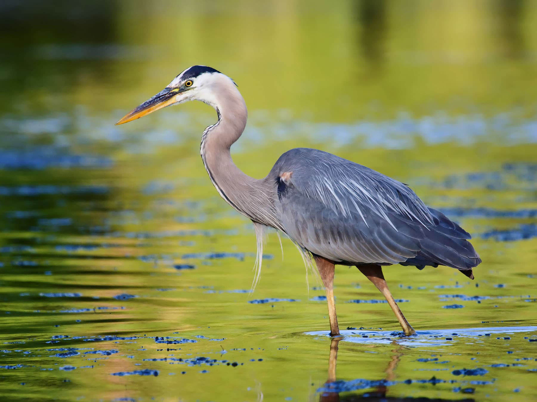 Great Blue Heron wading through the water, in its natural habitat
