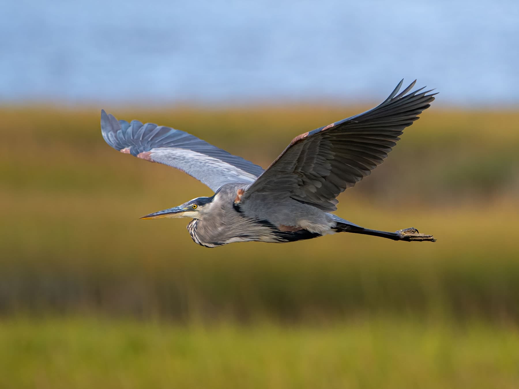 Great blue heron wingspan