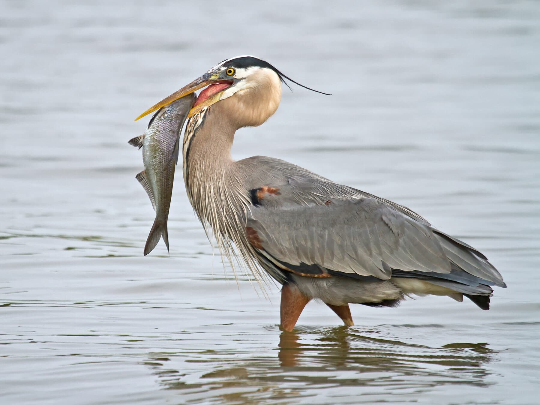 Great blue heron with large fish