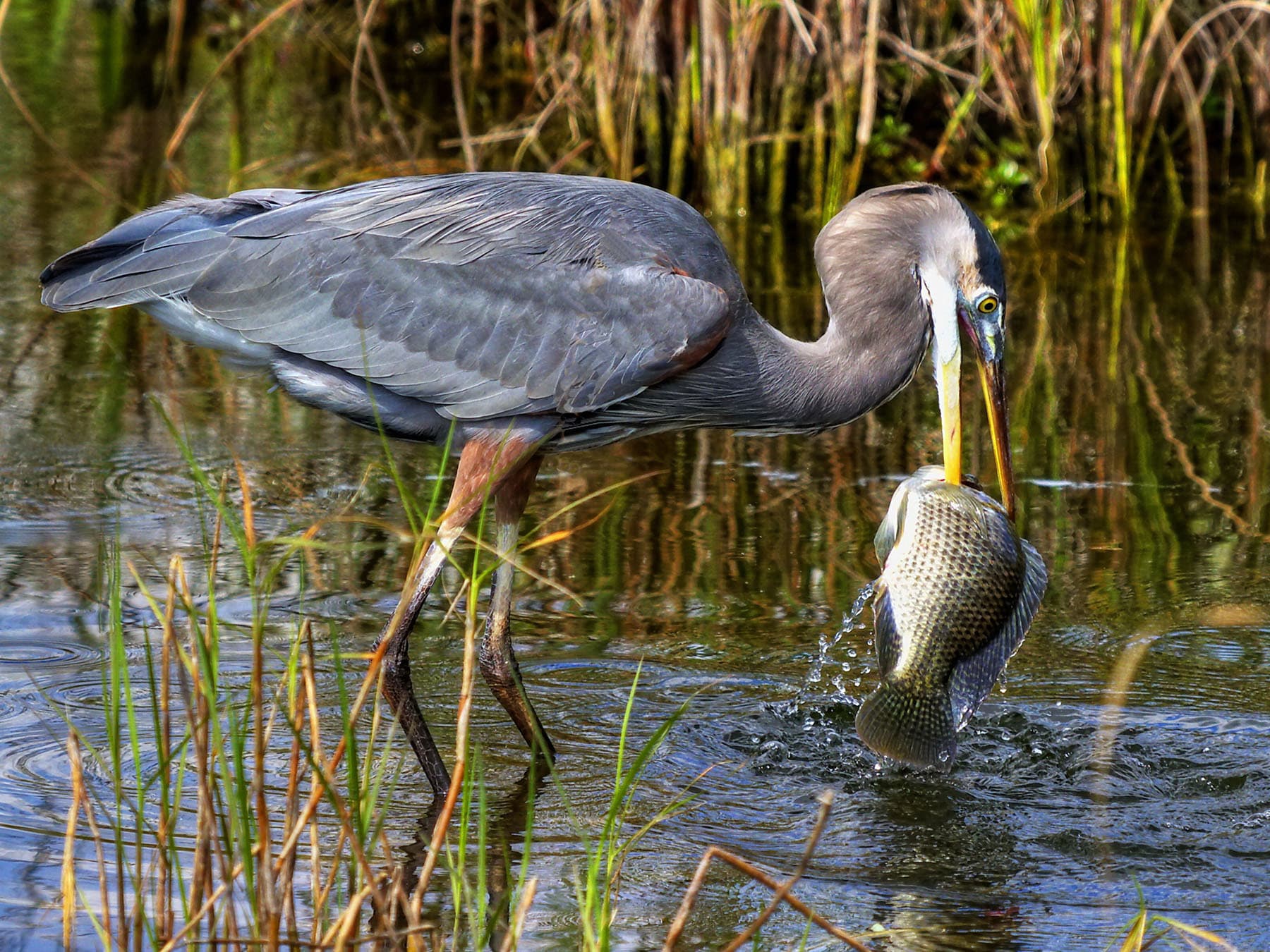 Great Blue Heron catching a large fish