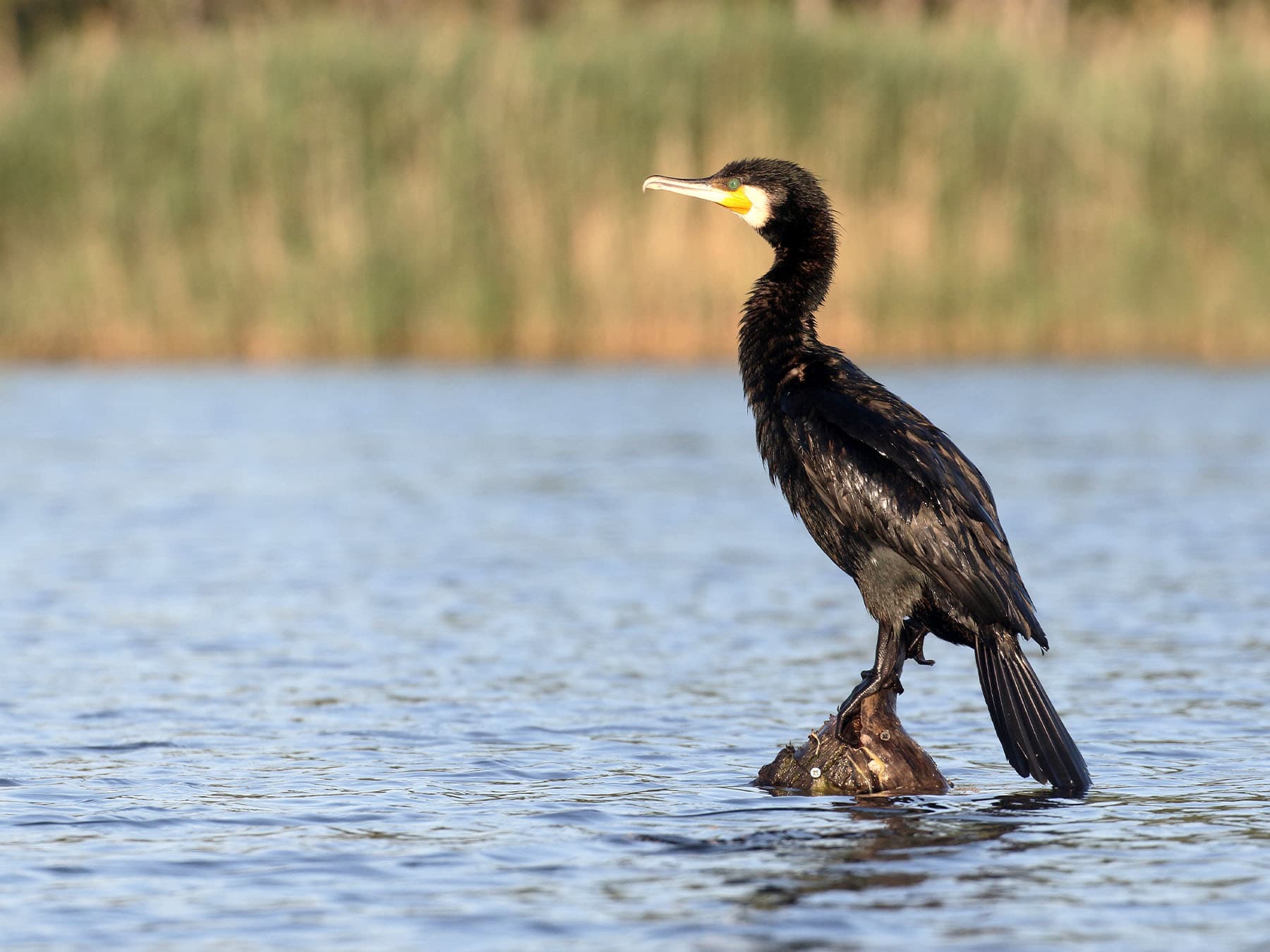Great cormorant standing on post in water