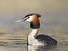 Great Crested Grebe