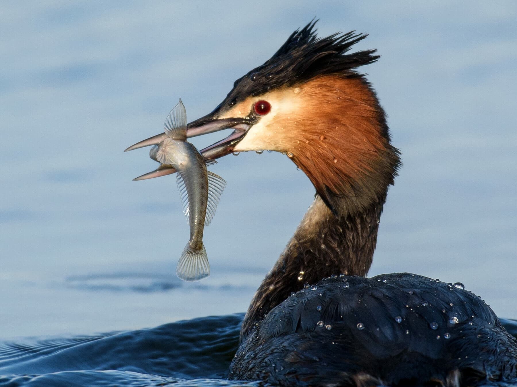 Great Crested Grebe enjoying the catch