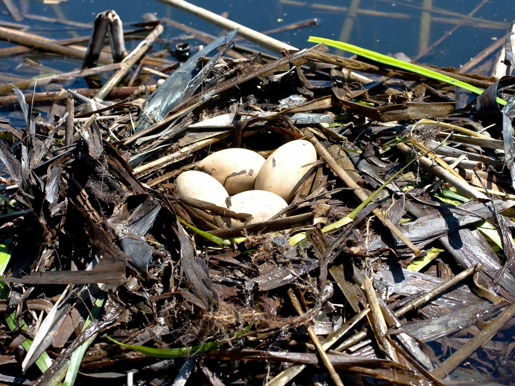 Grebe's nest floating on the waters surface
