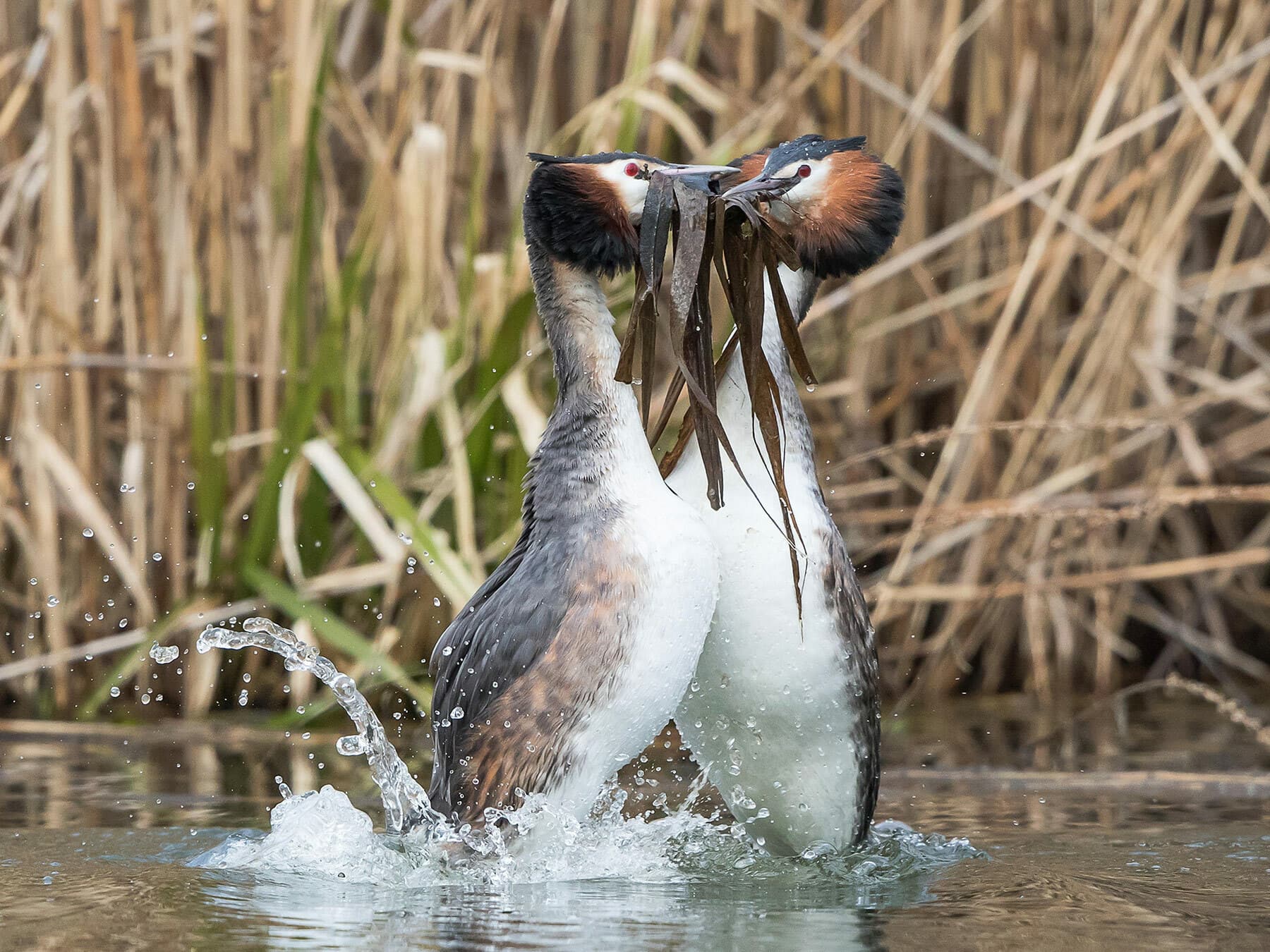 Pair of Great Crested Grebe's performing the elaborate courtship dance - the 'weed dance'