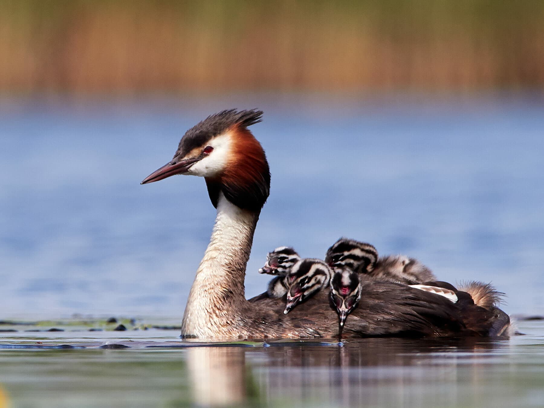 Fledglings being carried on back of parent