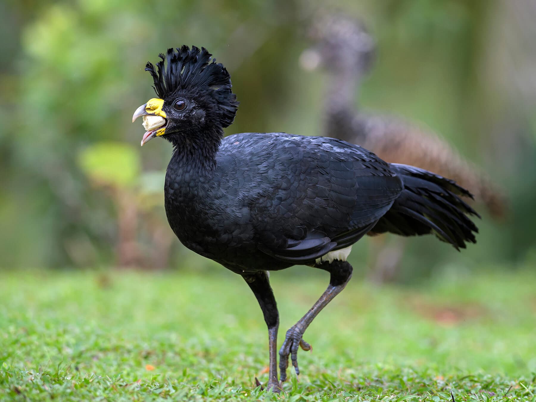Great Curassow