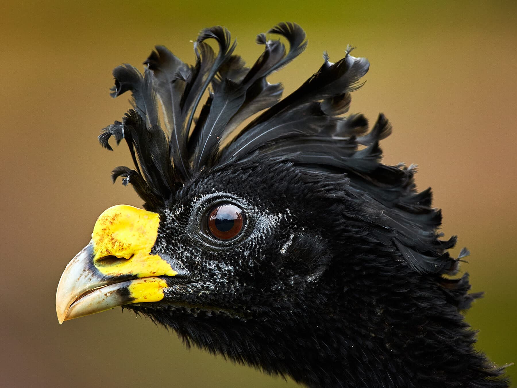 Close up of a Great Curassow