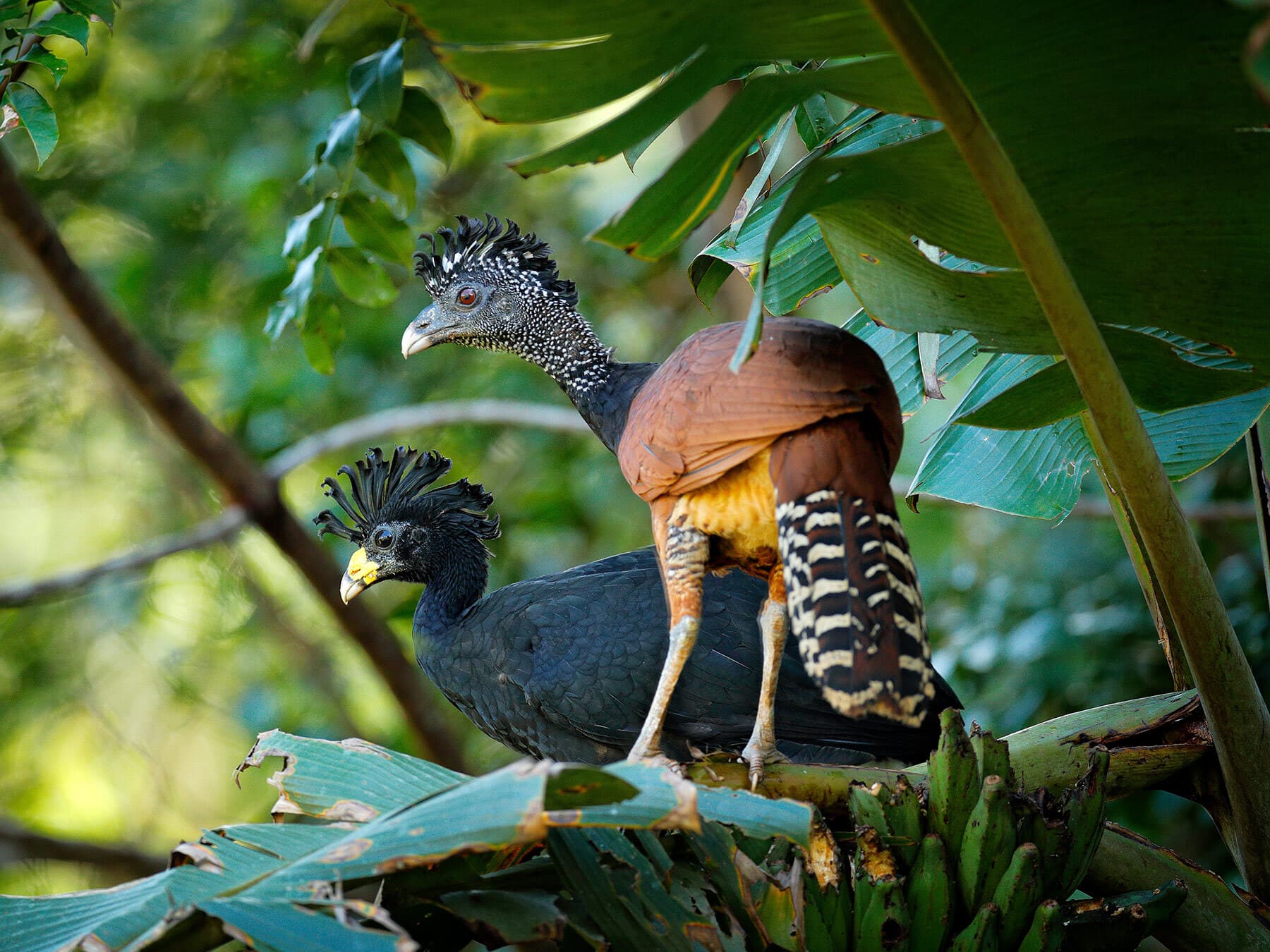 Male and Female Great Curassow