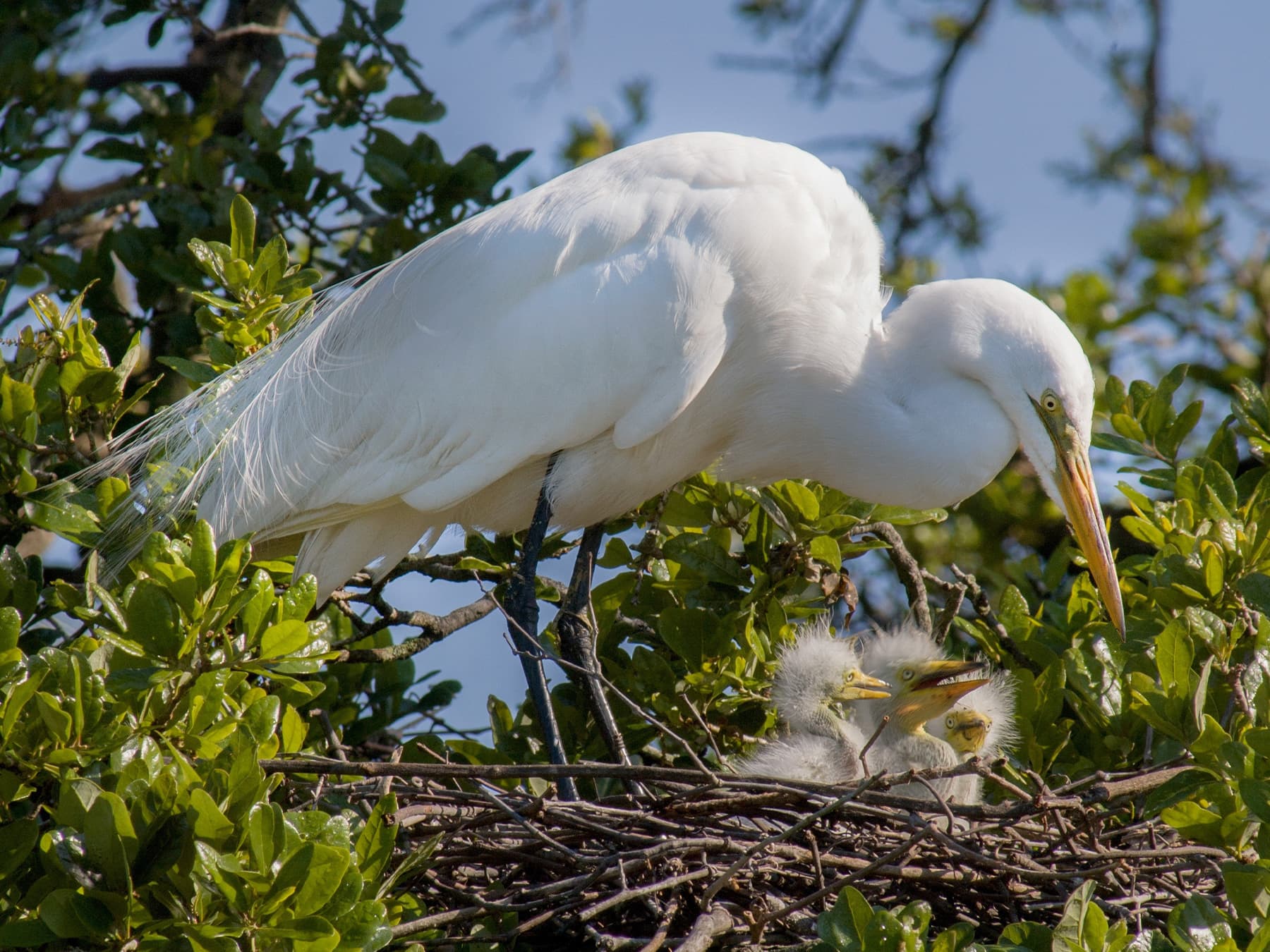 Great Egret parent at nest with chicks