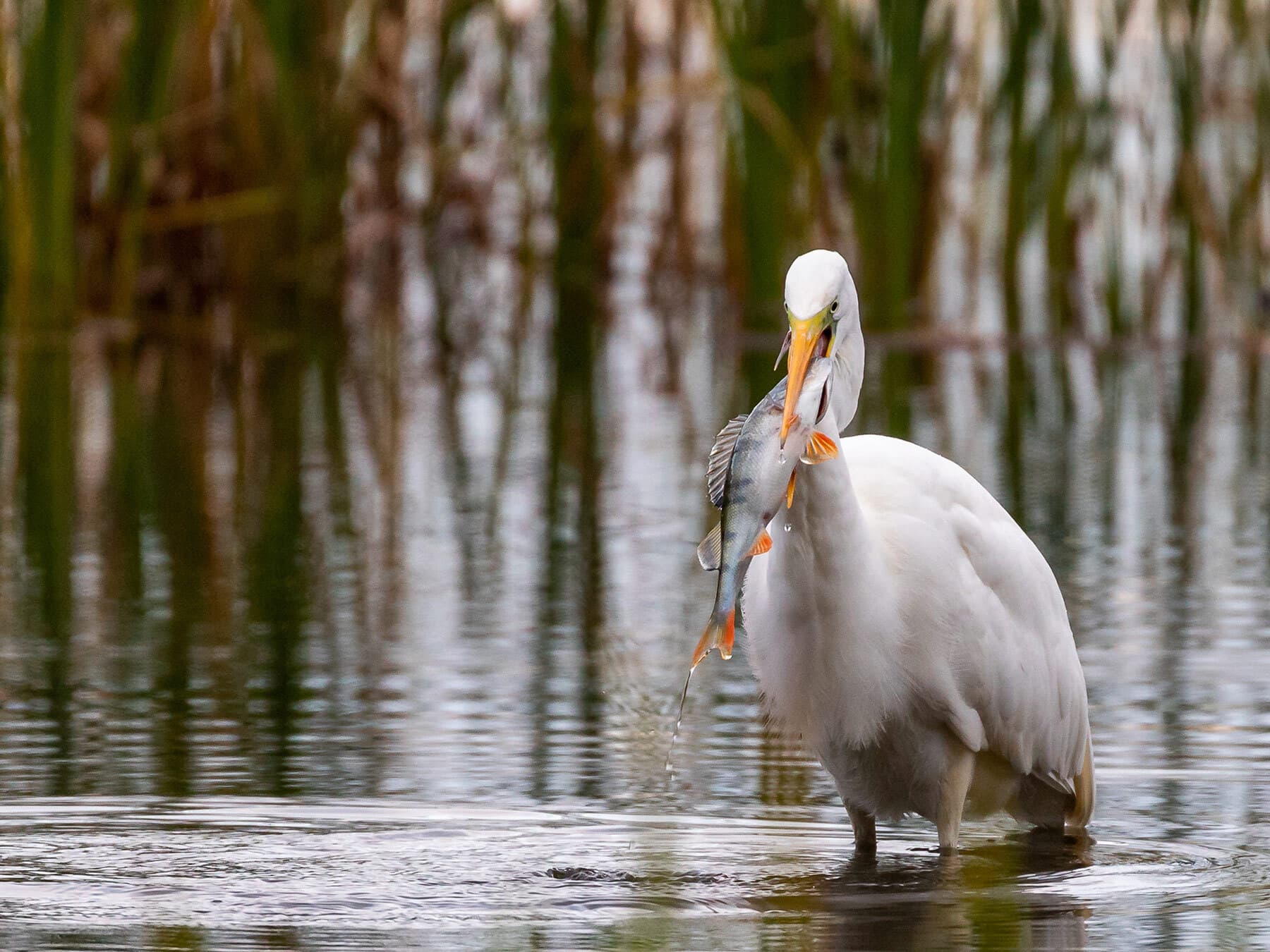 Great egret diet