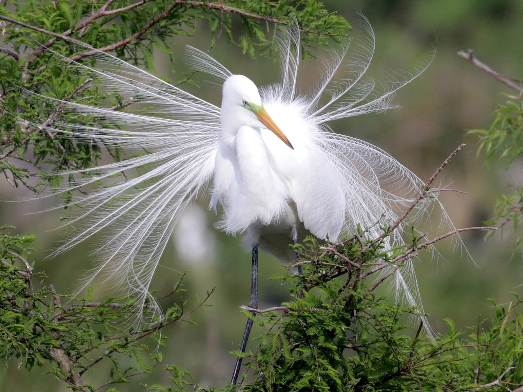 Great Egret displaying