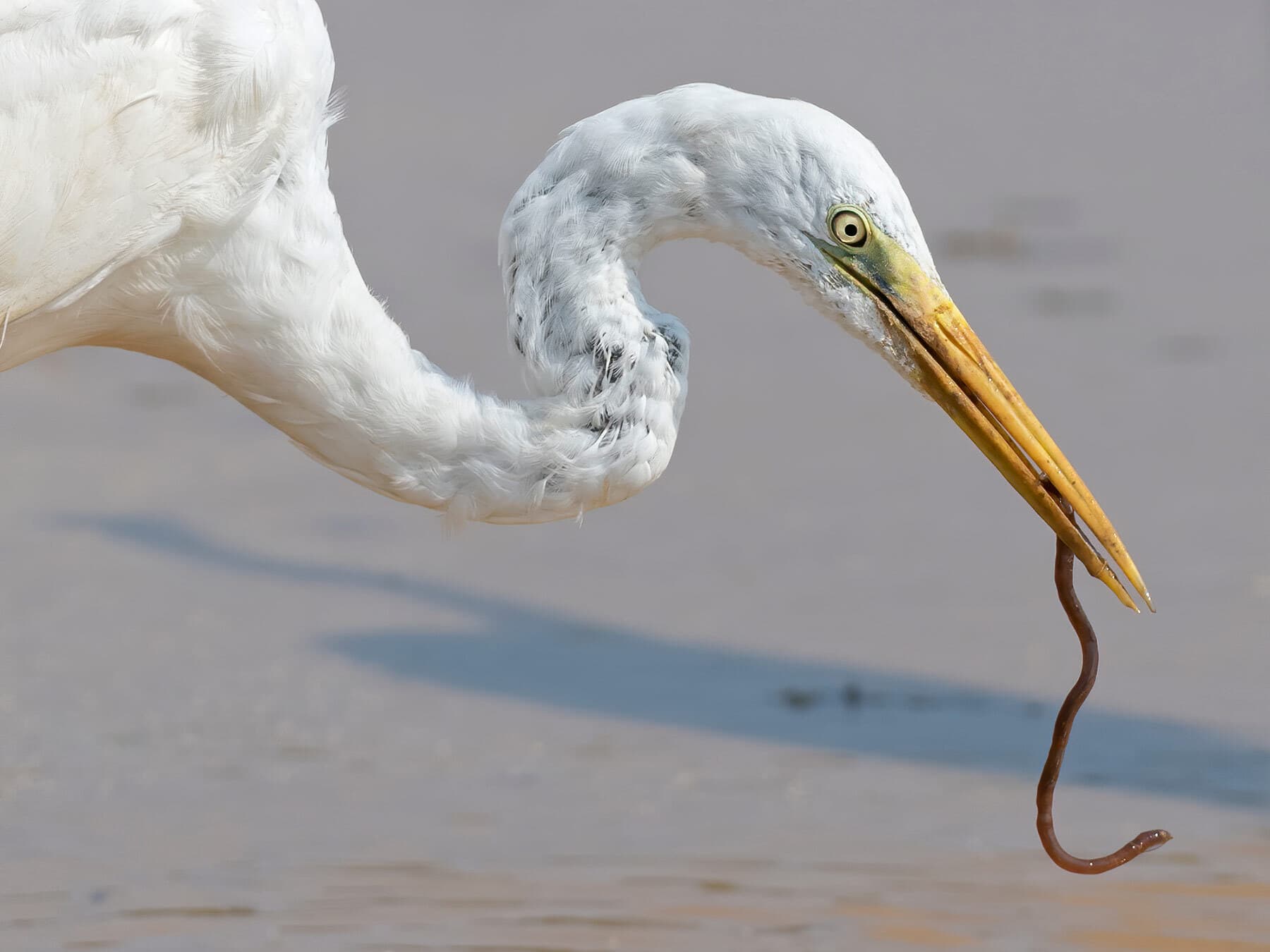 Great egret eating worm