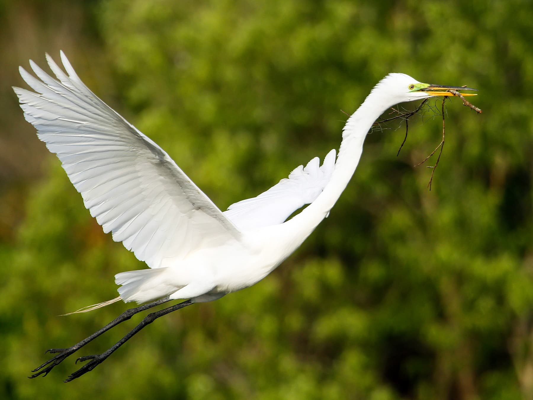 Great Egret in-flight with gathered nesting materials