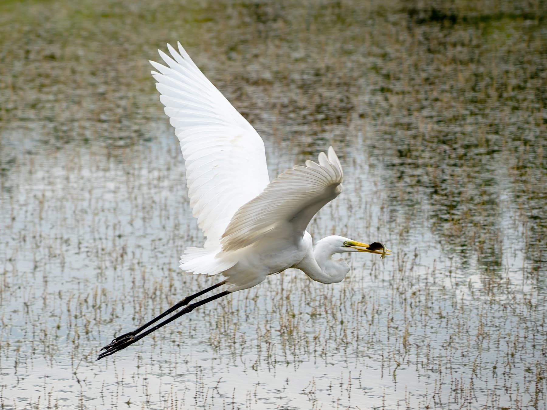 Great Egret in-flight with fish in its beak