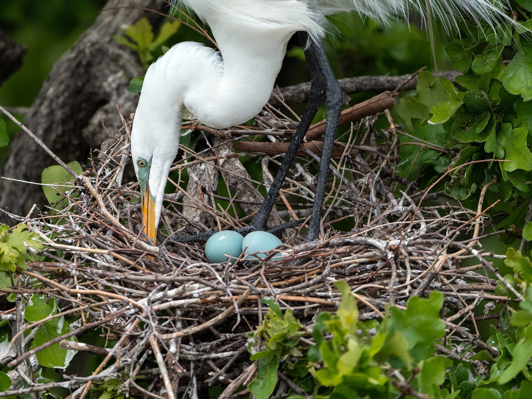 Nest of a Great Egret with two eggs