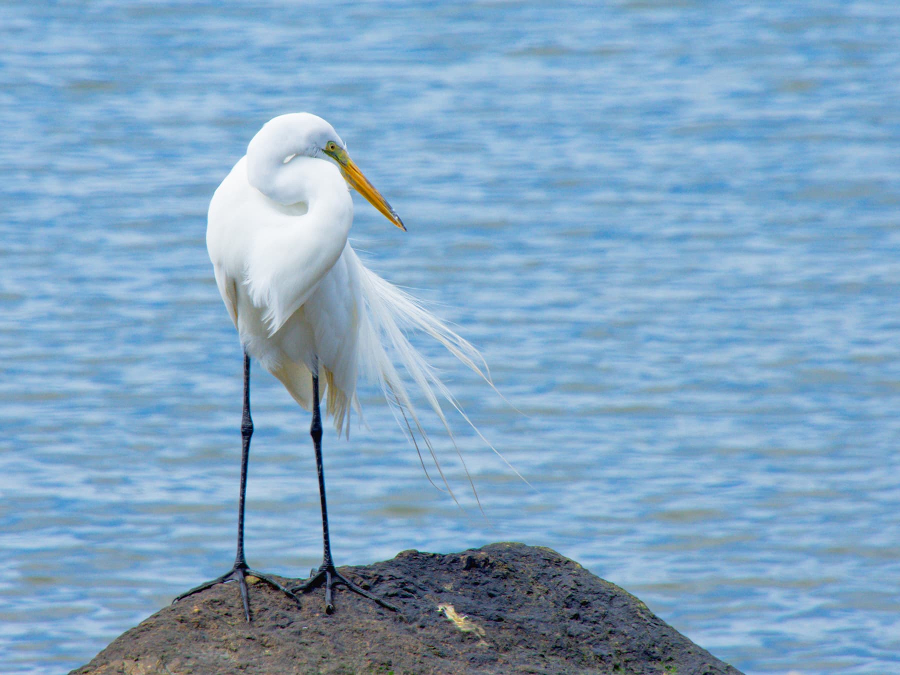 Great Egret resting by the water