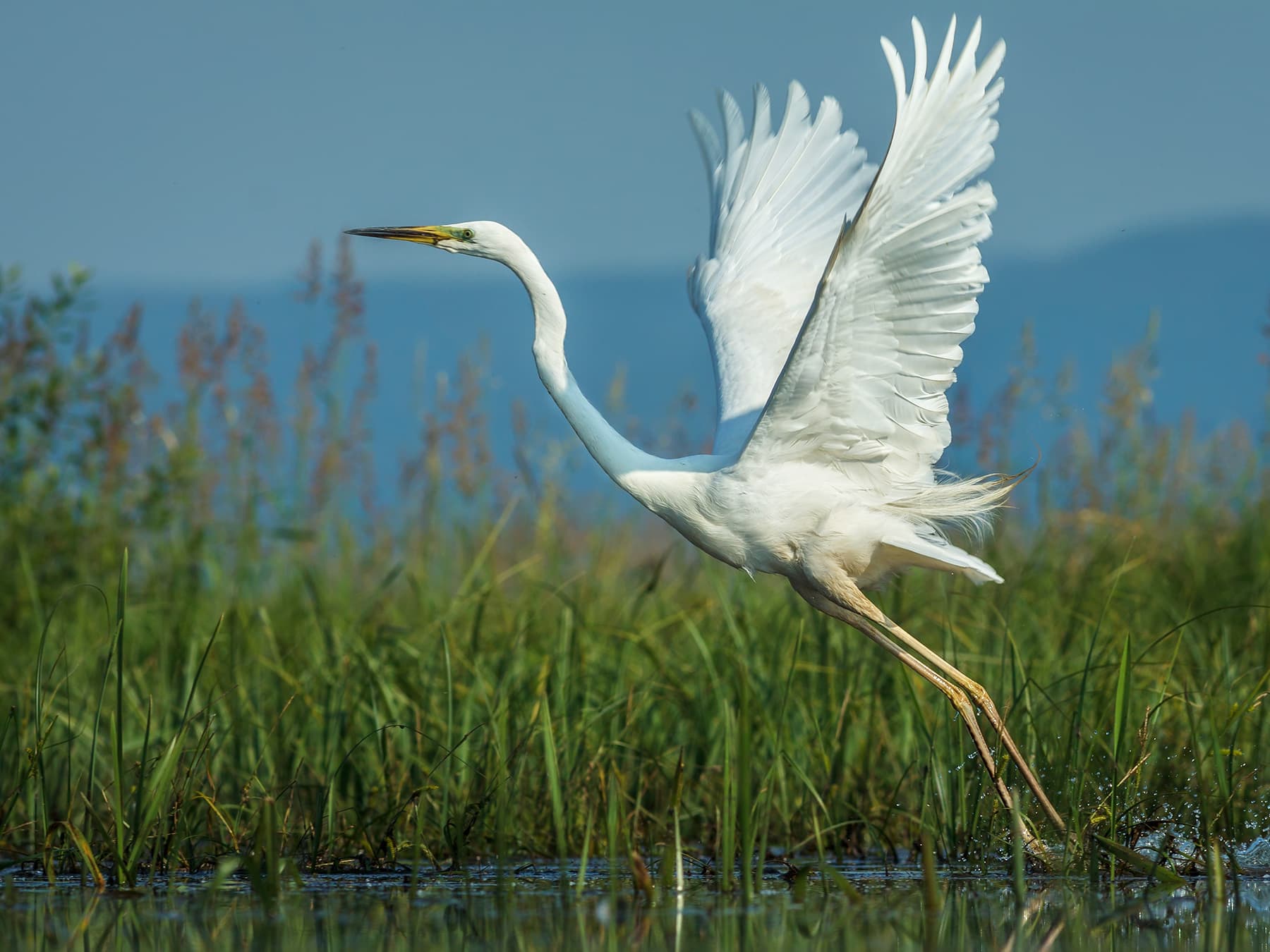 Great Egret taking off from the water