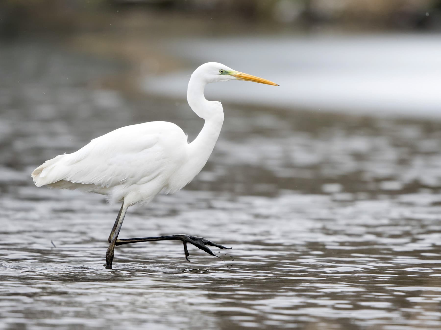 Great Egret walking in water