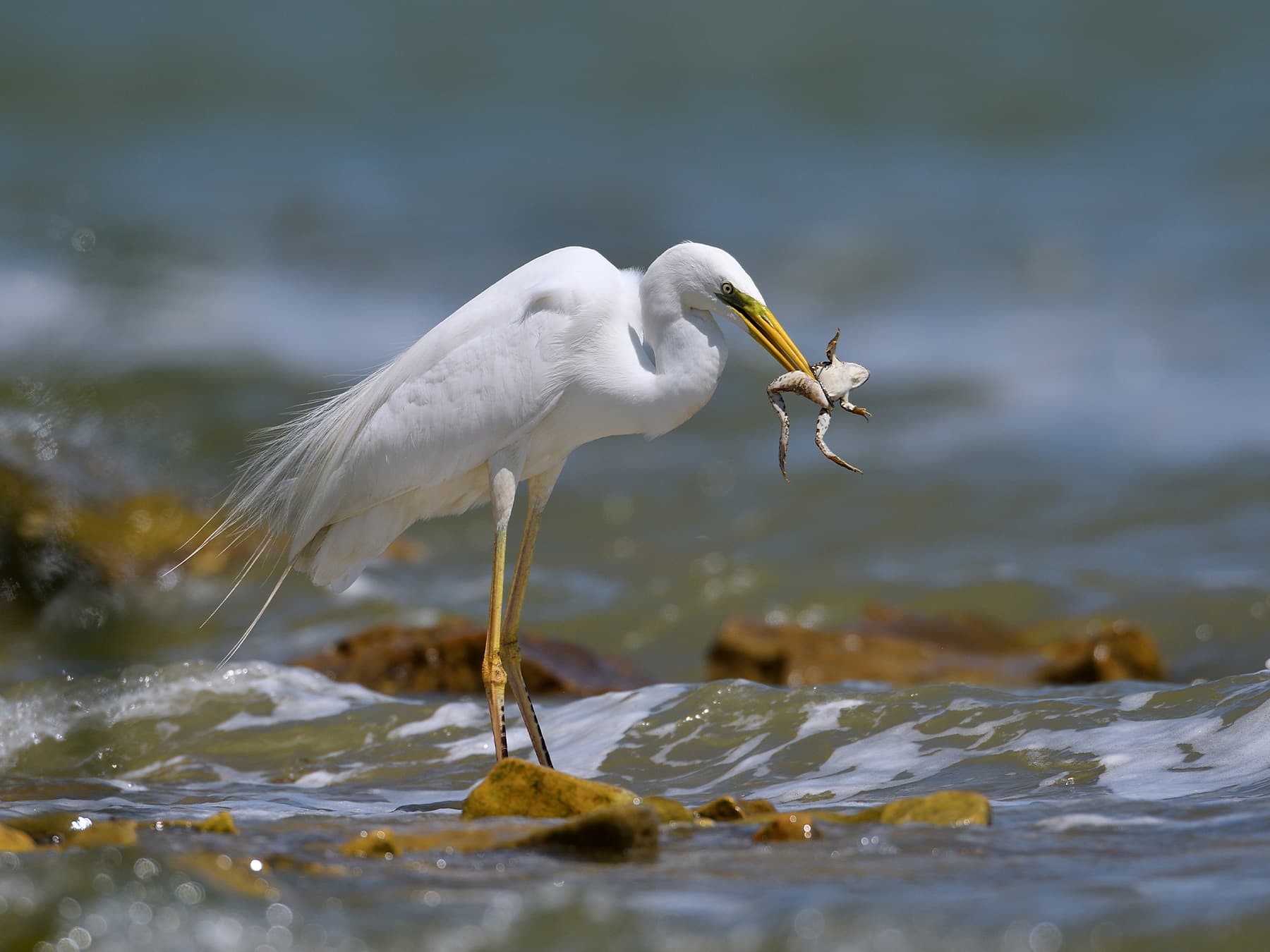 Great Egret with prey in its beak