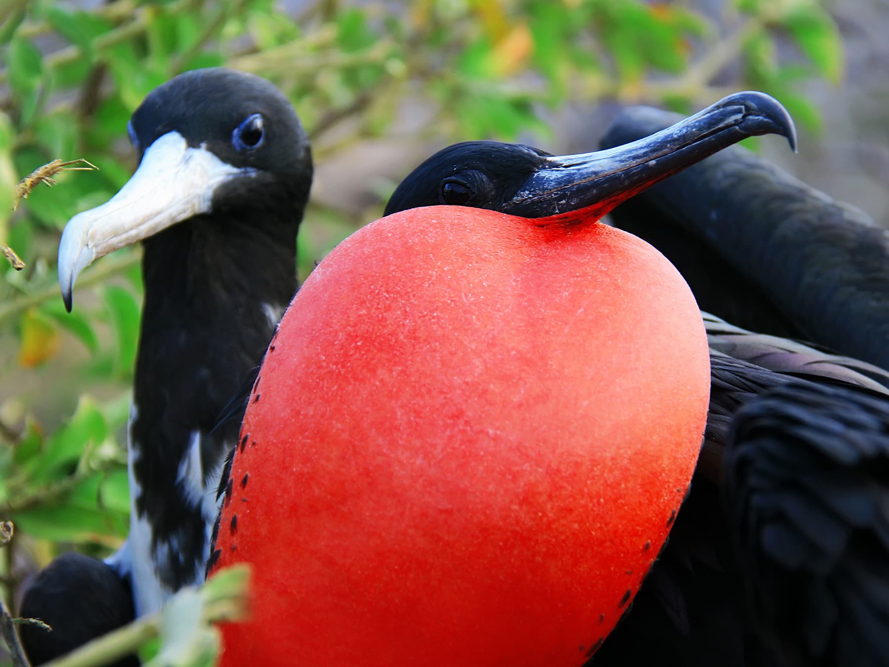 Great frigate bird during mating ritual