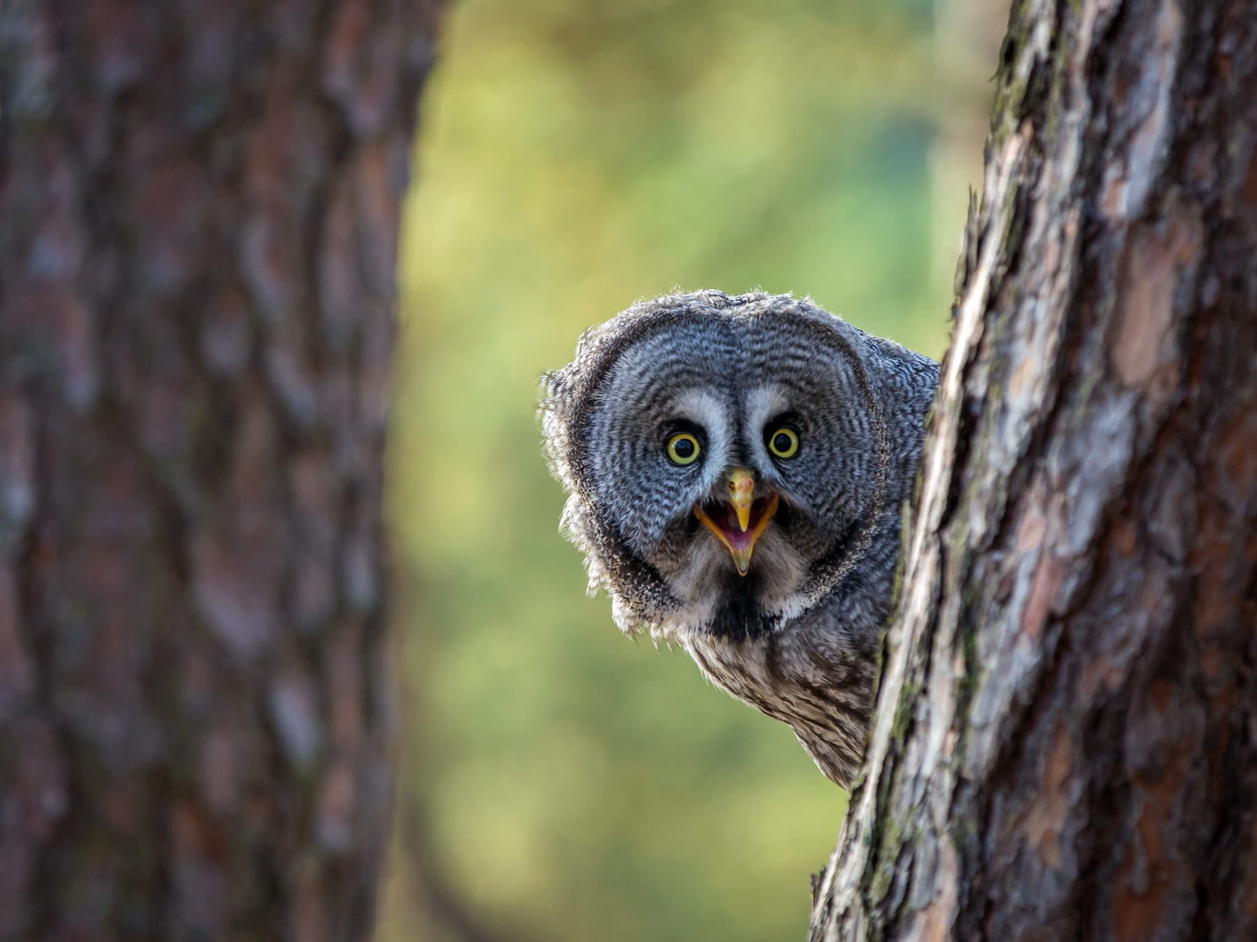 Great Grey Owl hooting from behind a tree