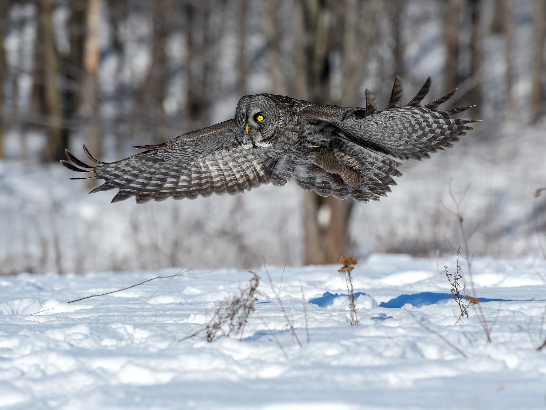 Great Grey Owl hunting during the winter months