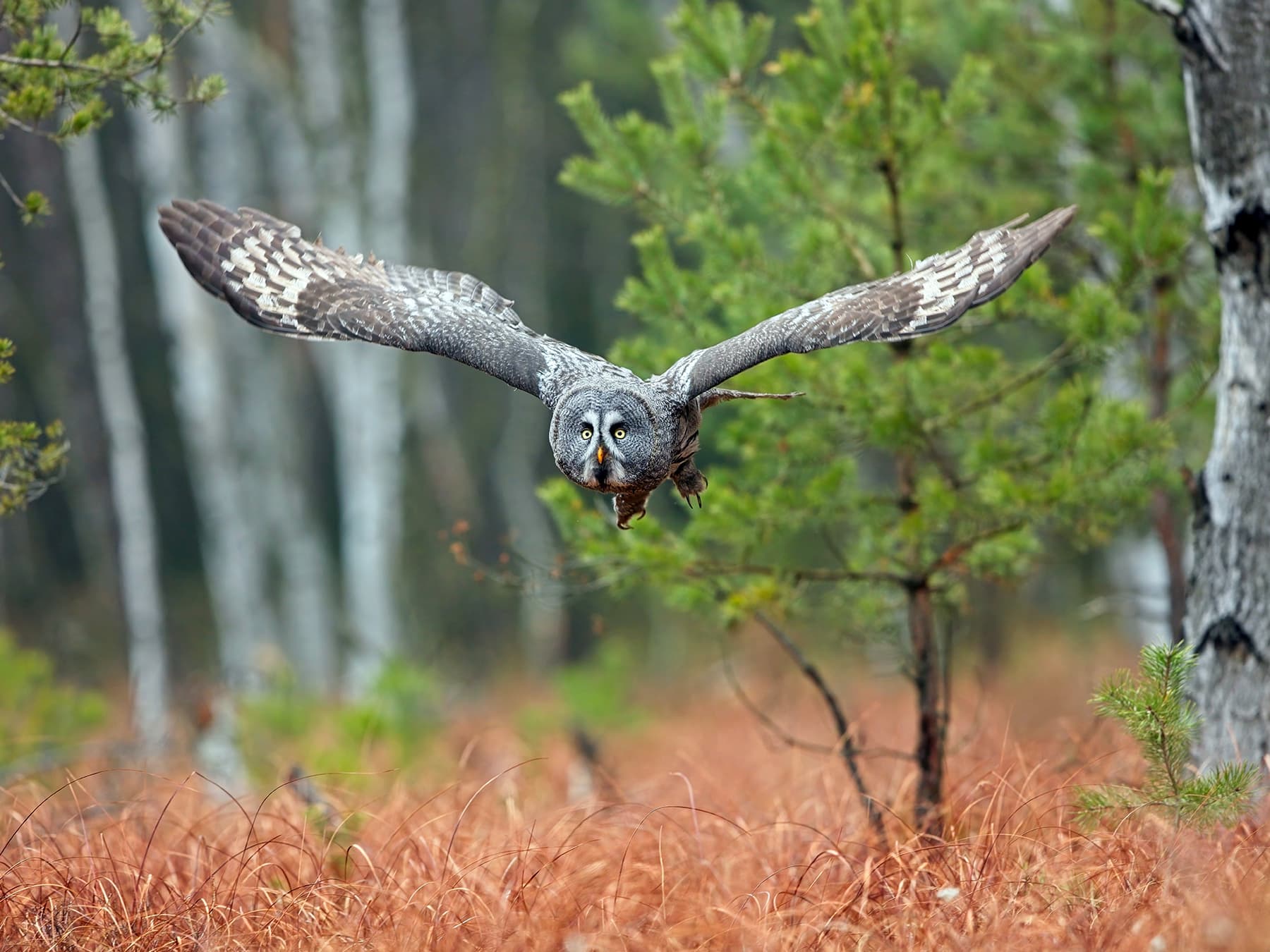 Great Grey Owl in-flight hunting in woodland