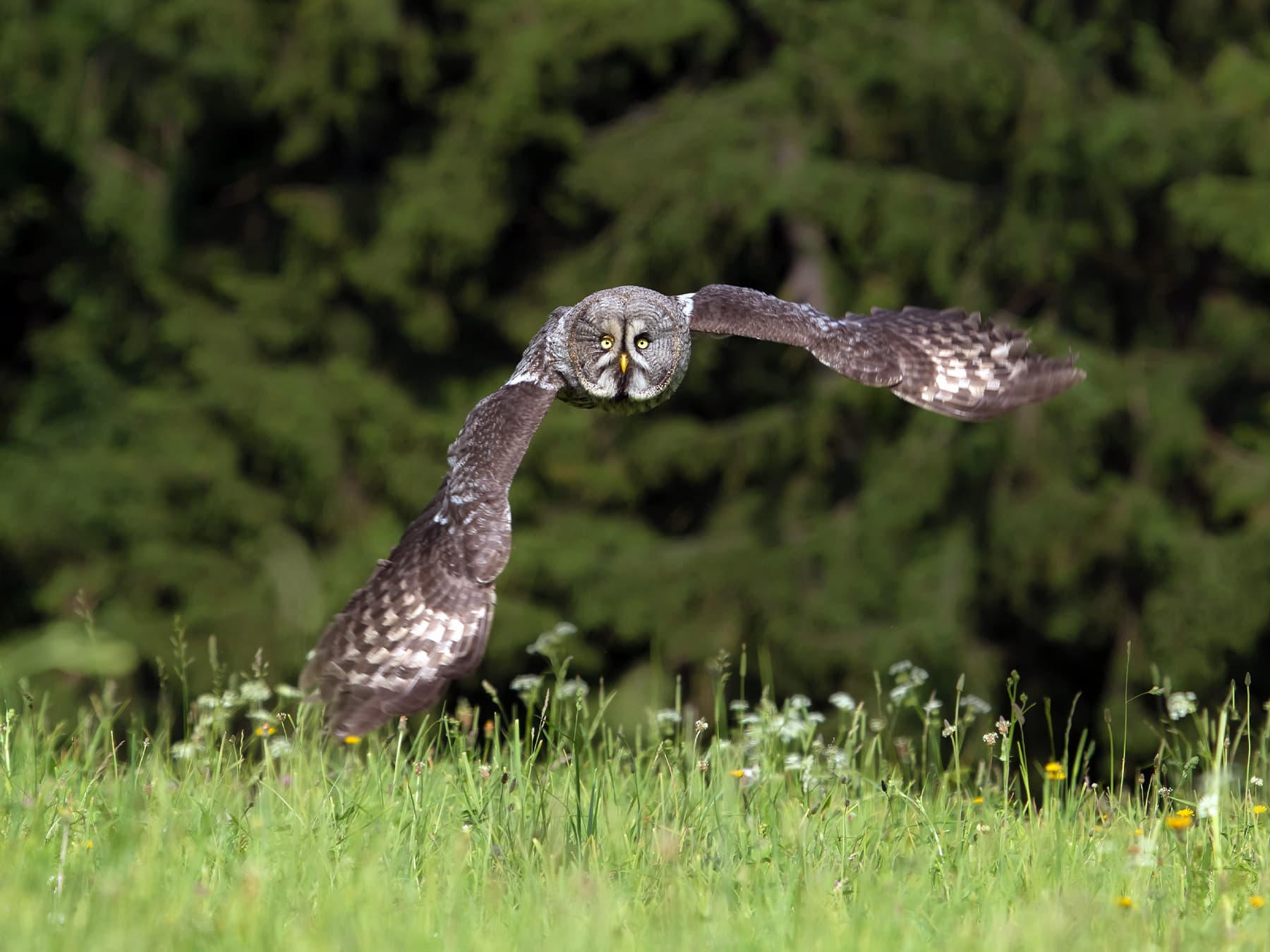 Great Grey Owl in-flight hunting in a meadow
