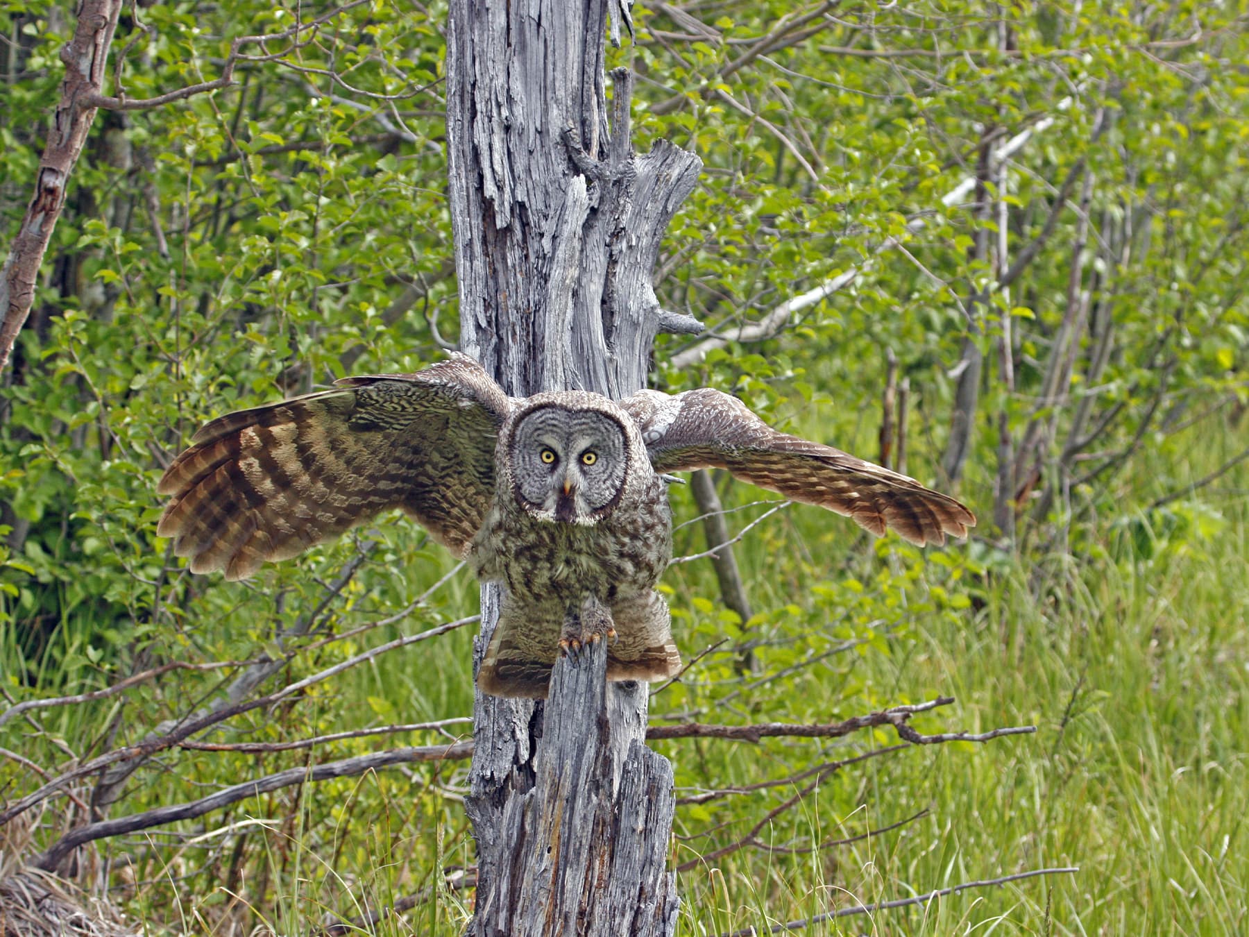 Great Grey Owl in-flight in natural habitat