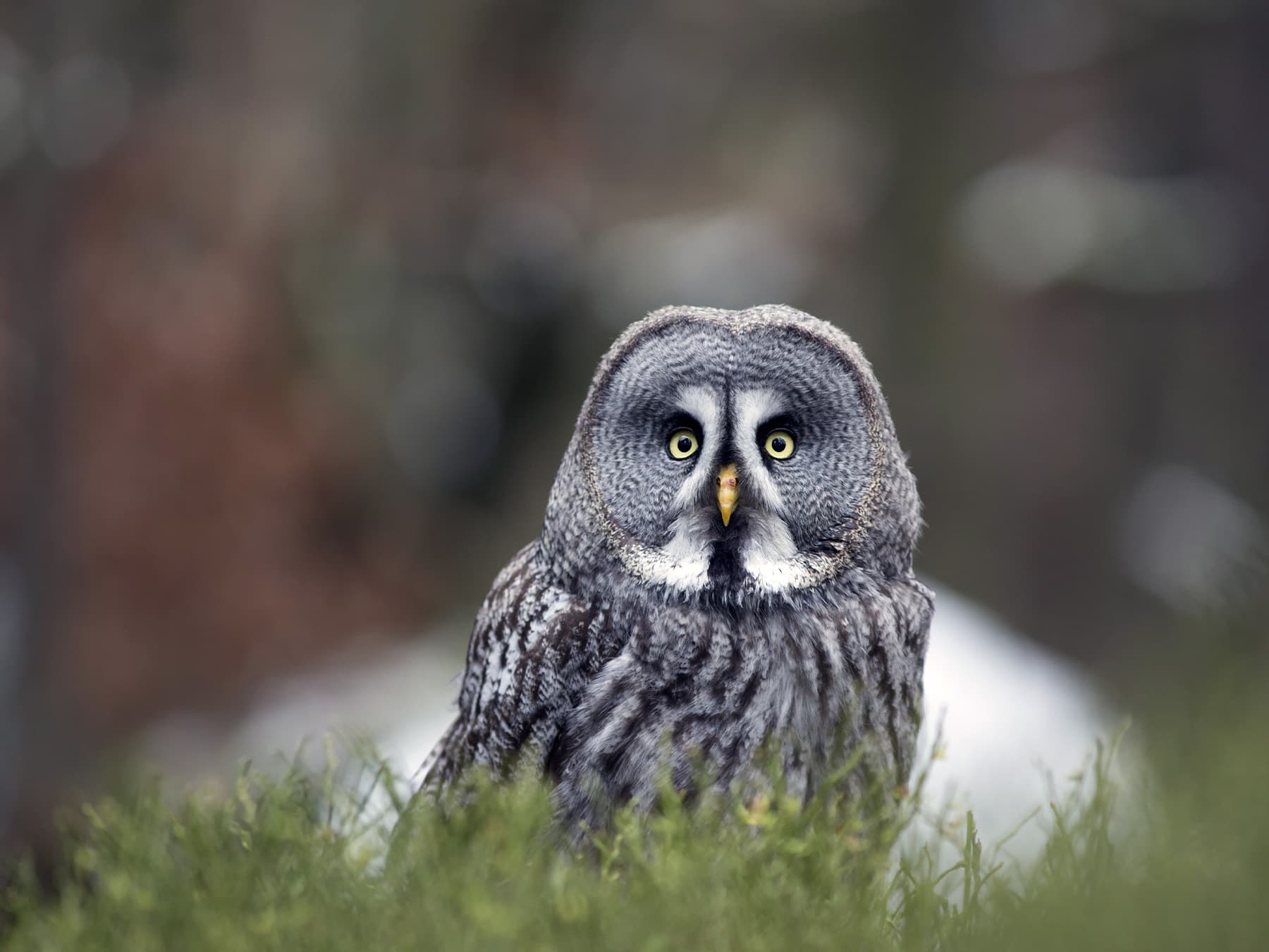 Great Grey Owl in meadow landscape