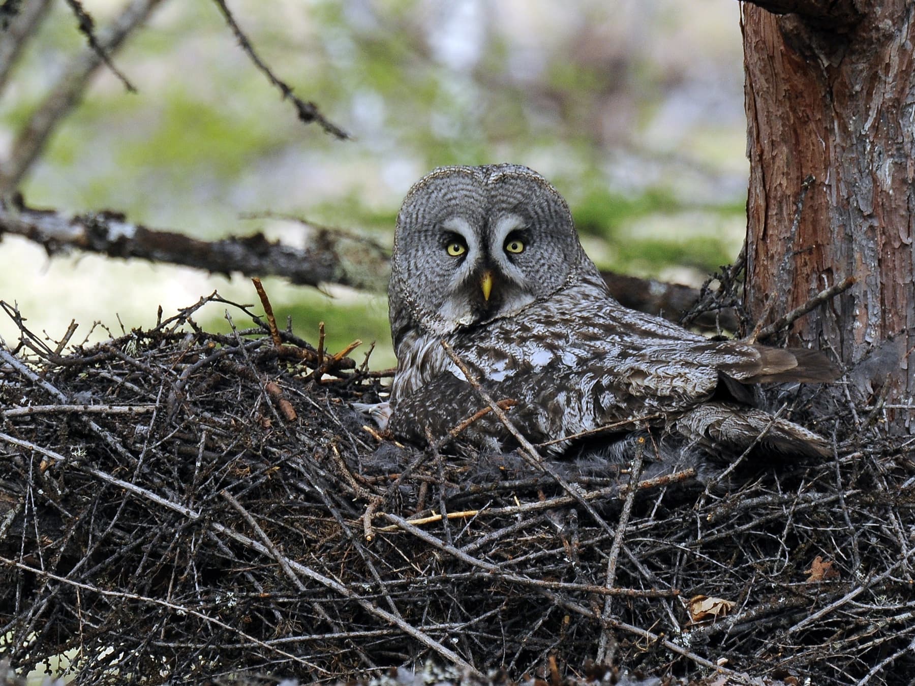 Great Grey Owl sitting on the nest