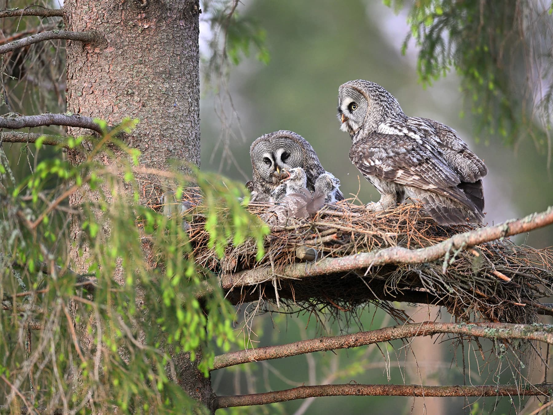A pair of Great Grey Owls at the nest with their young
