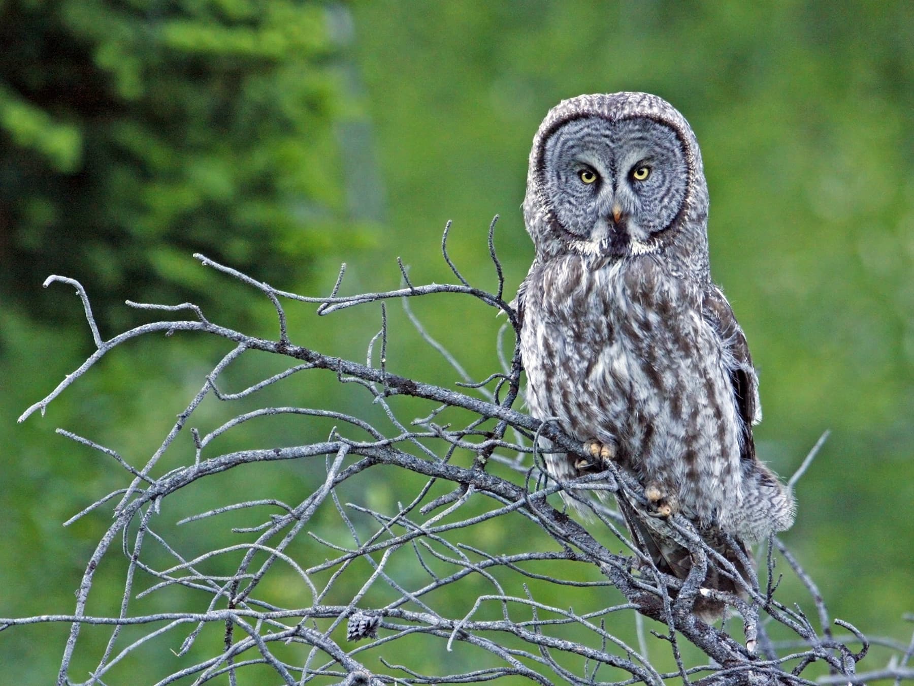 Great Grey Owl perching in the top of a tree
