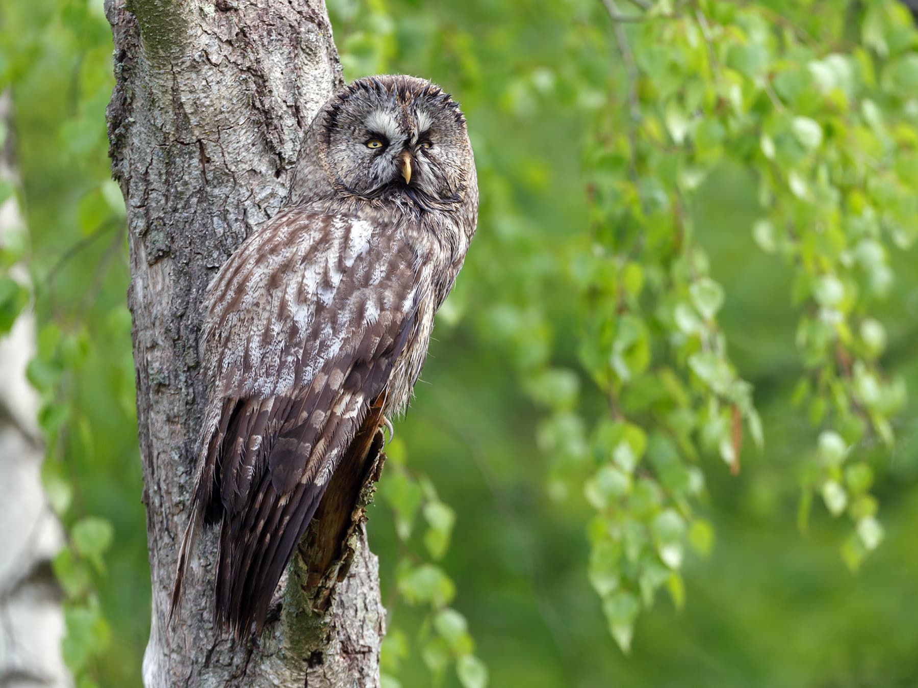 Great Grey Owl perched on the side of a tree