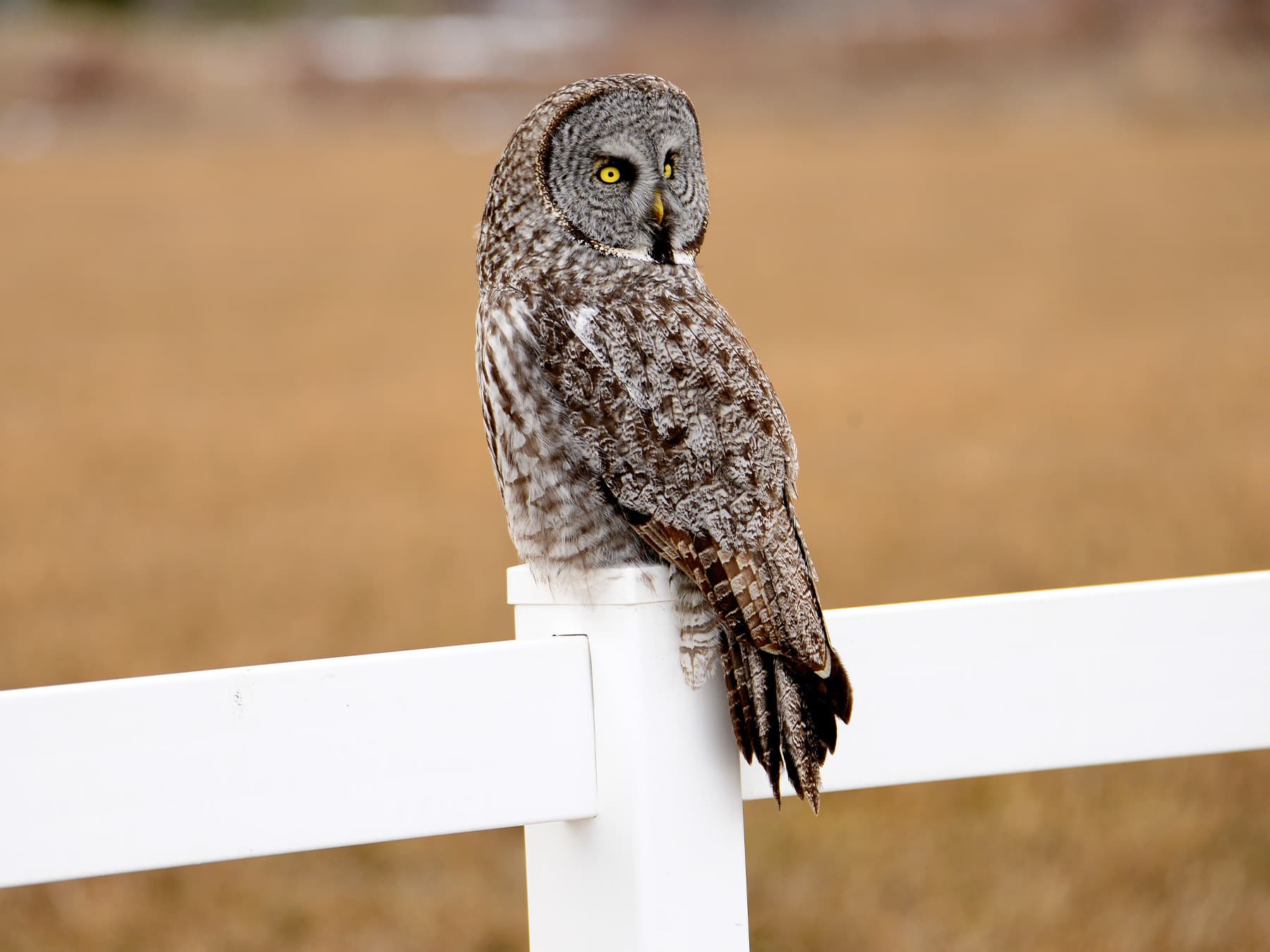 Great Grey Owl perching on top of a white fence