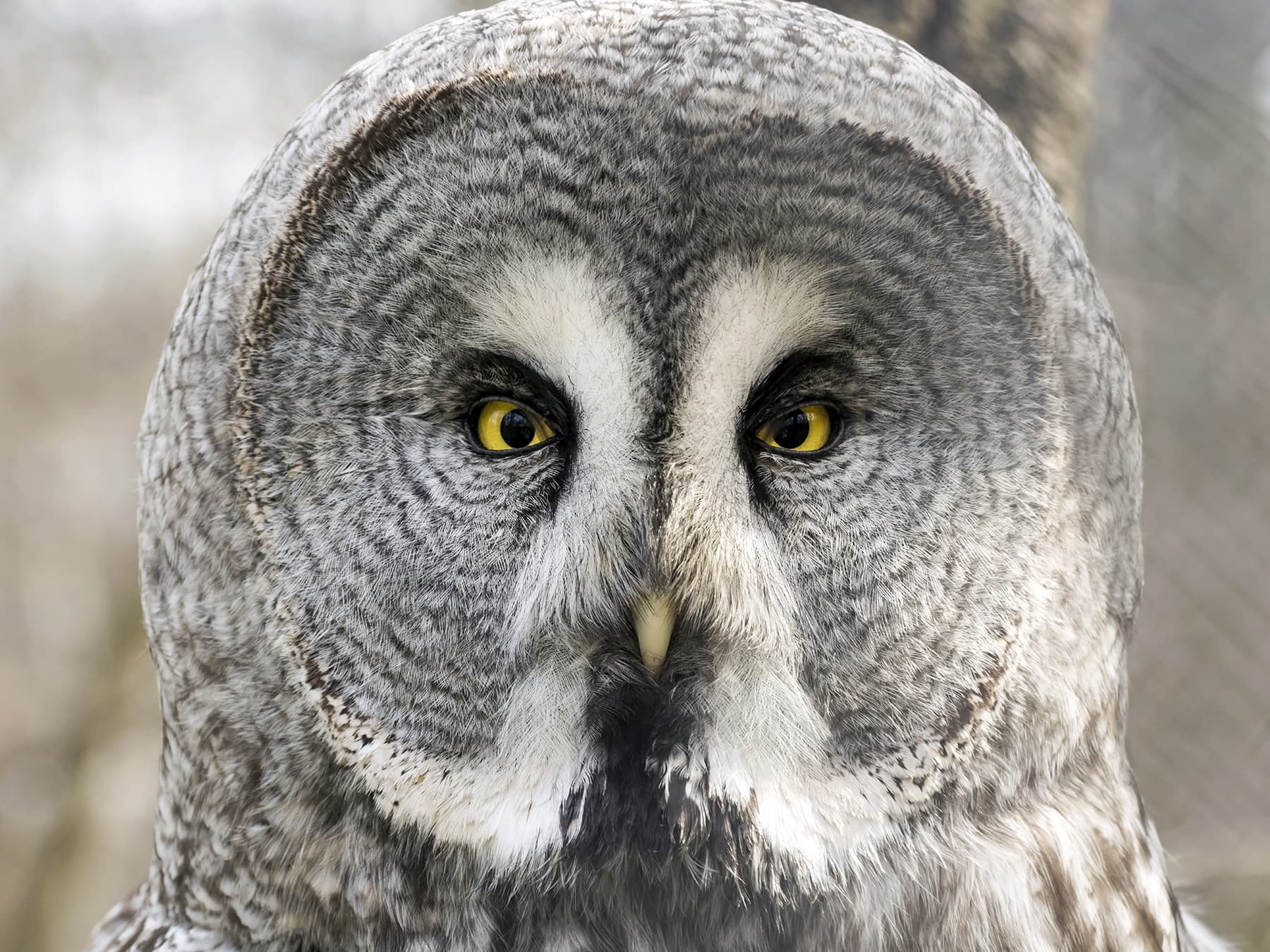 Portrait of a Great Grey Owl