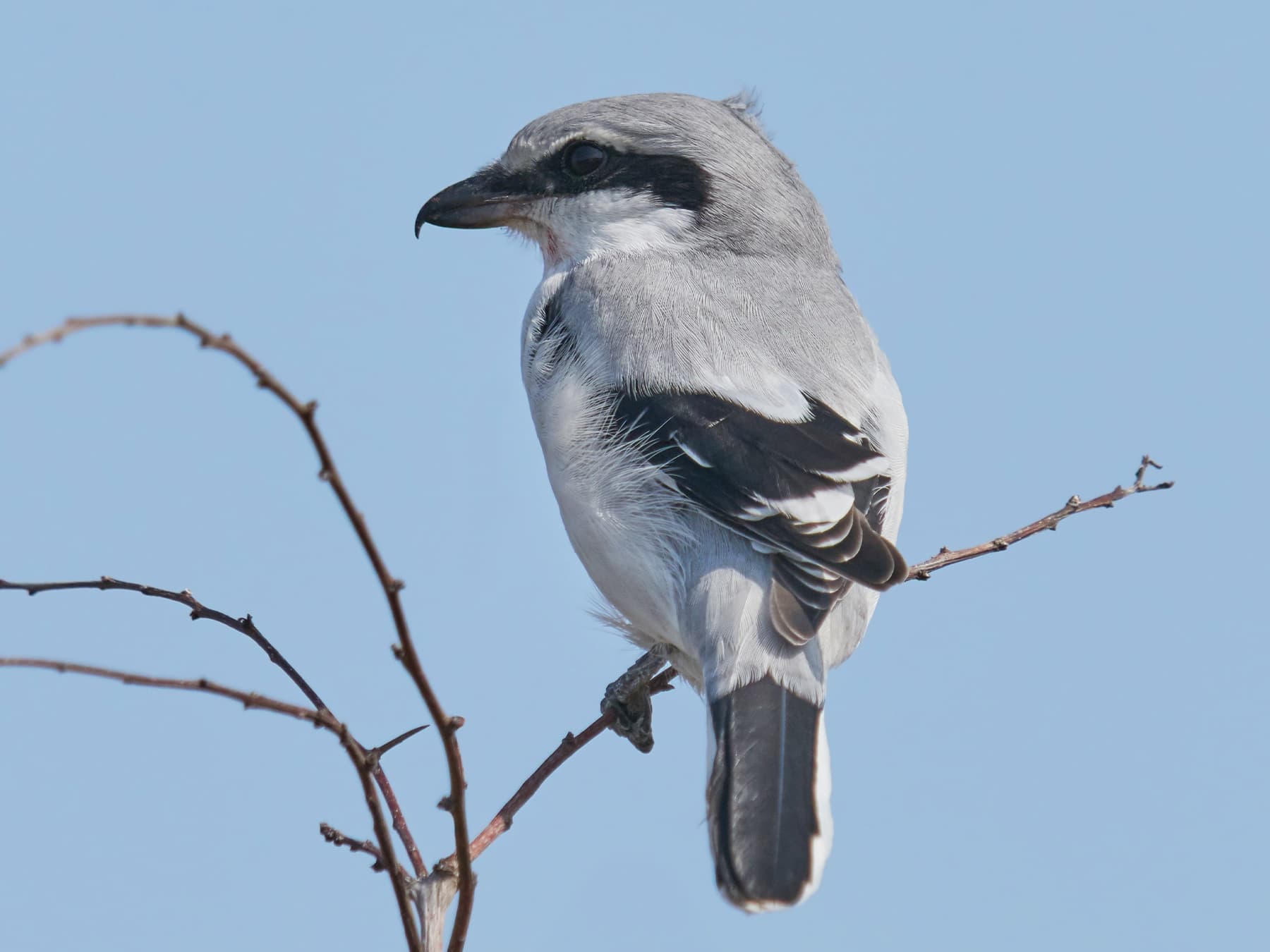 Great Grey Shrike on look out