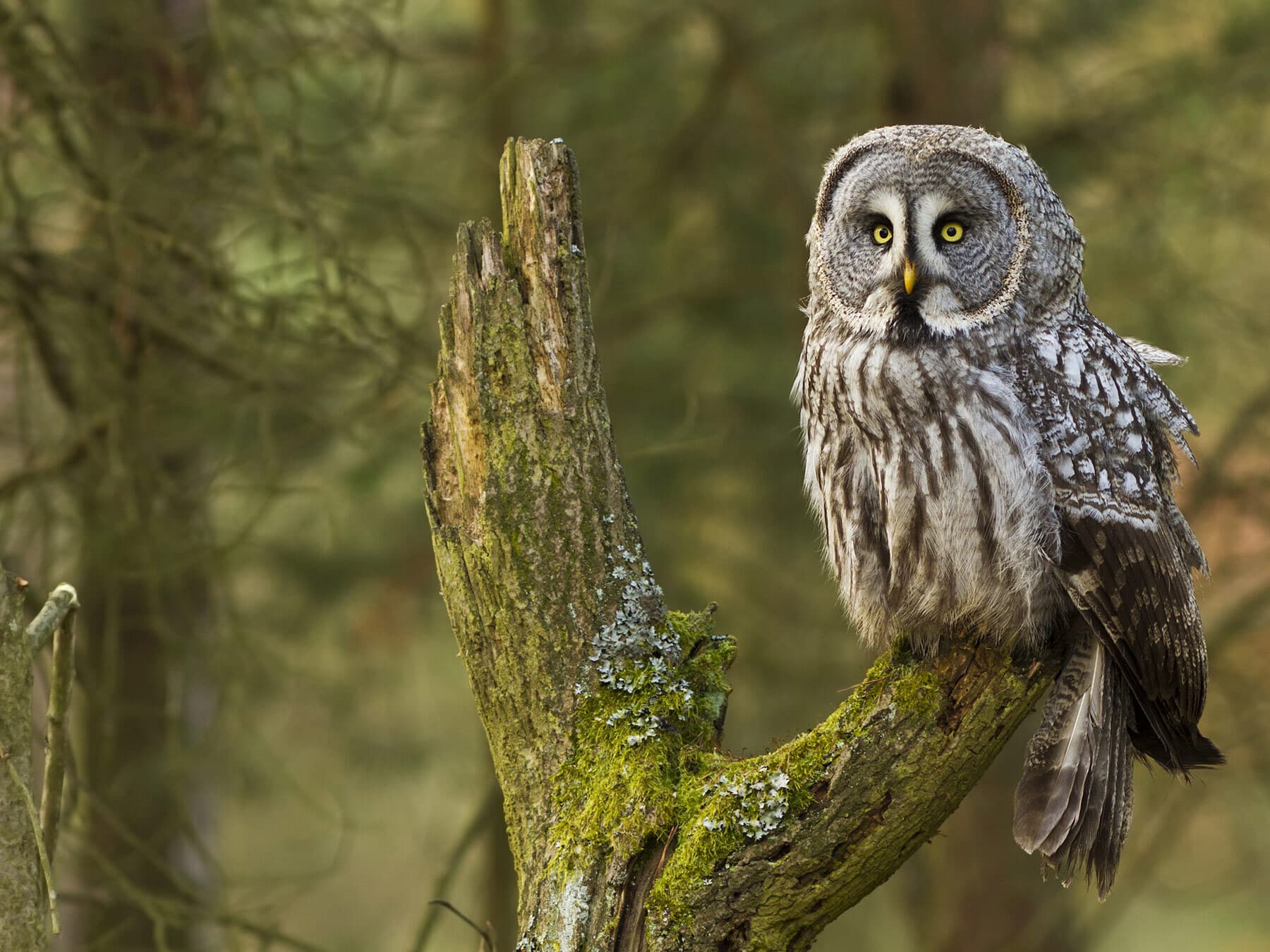 Great grey owl